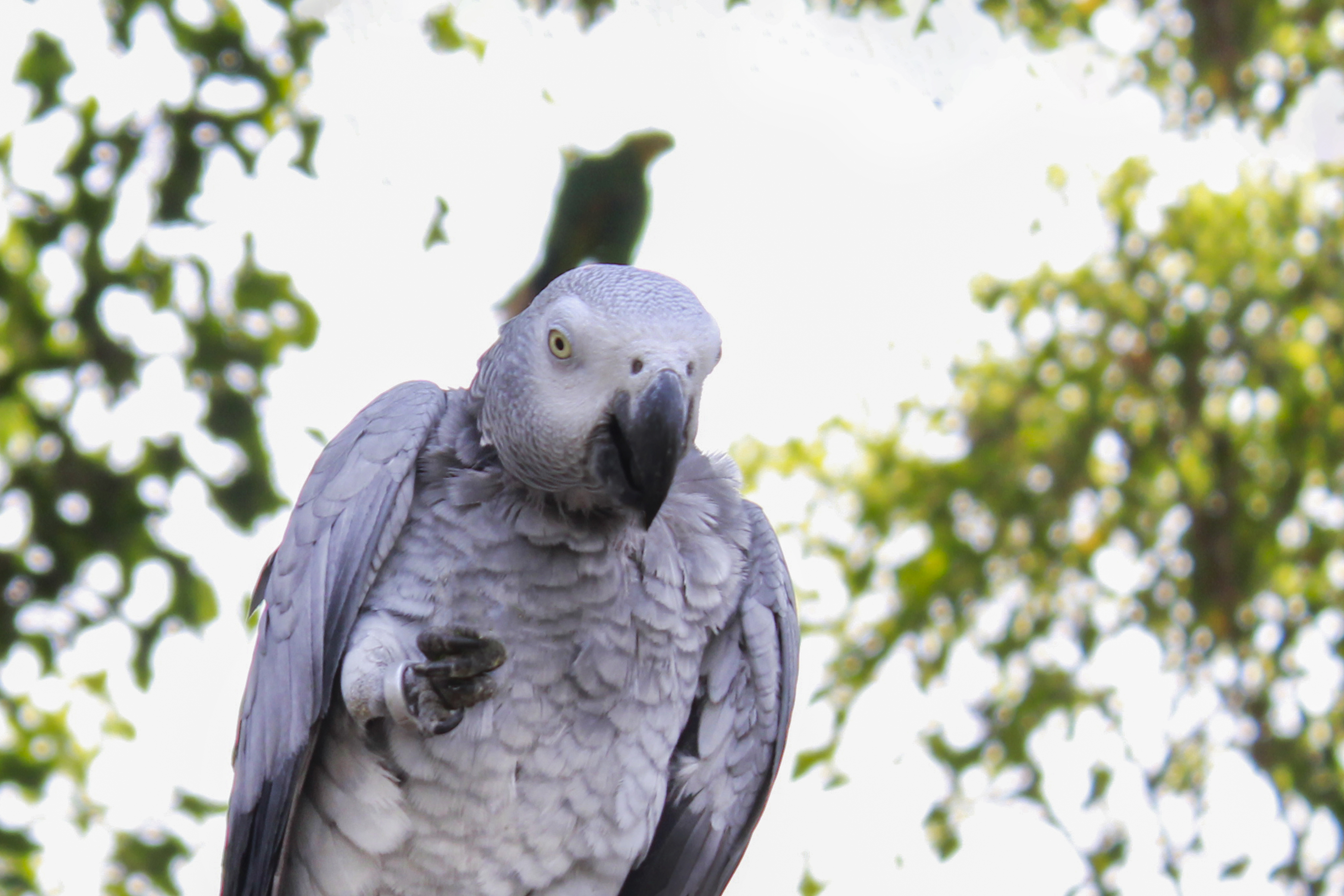 African Grey Parrot, Psittacus erithacus, showing grey plumage and bright red tail