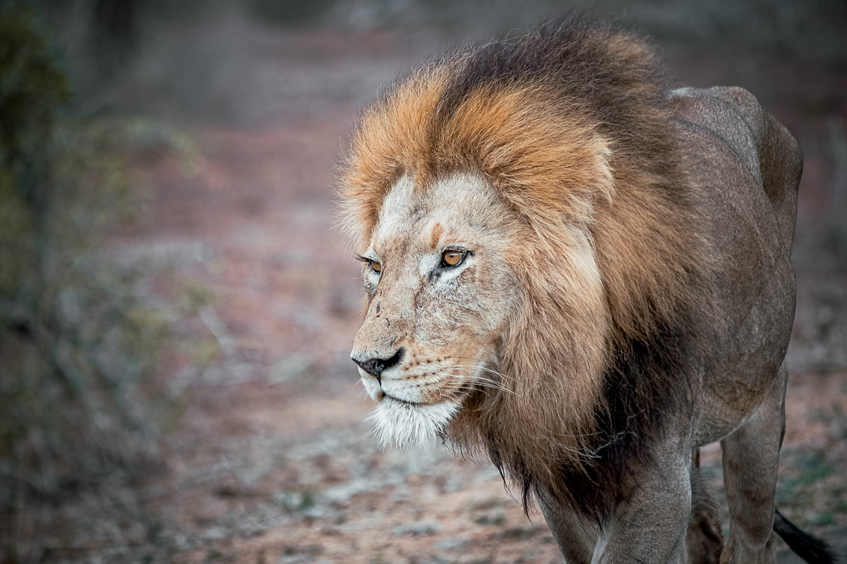 Adult male African Lion