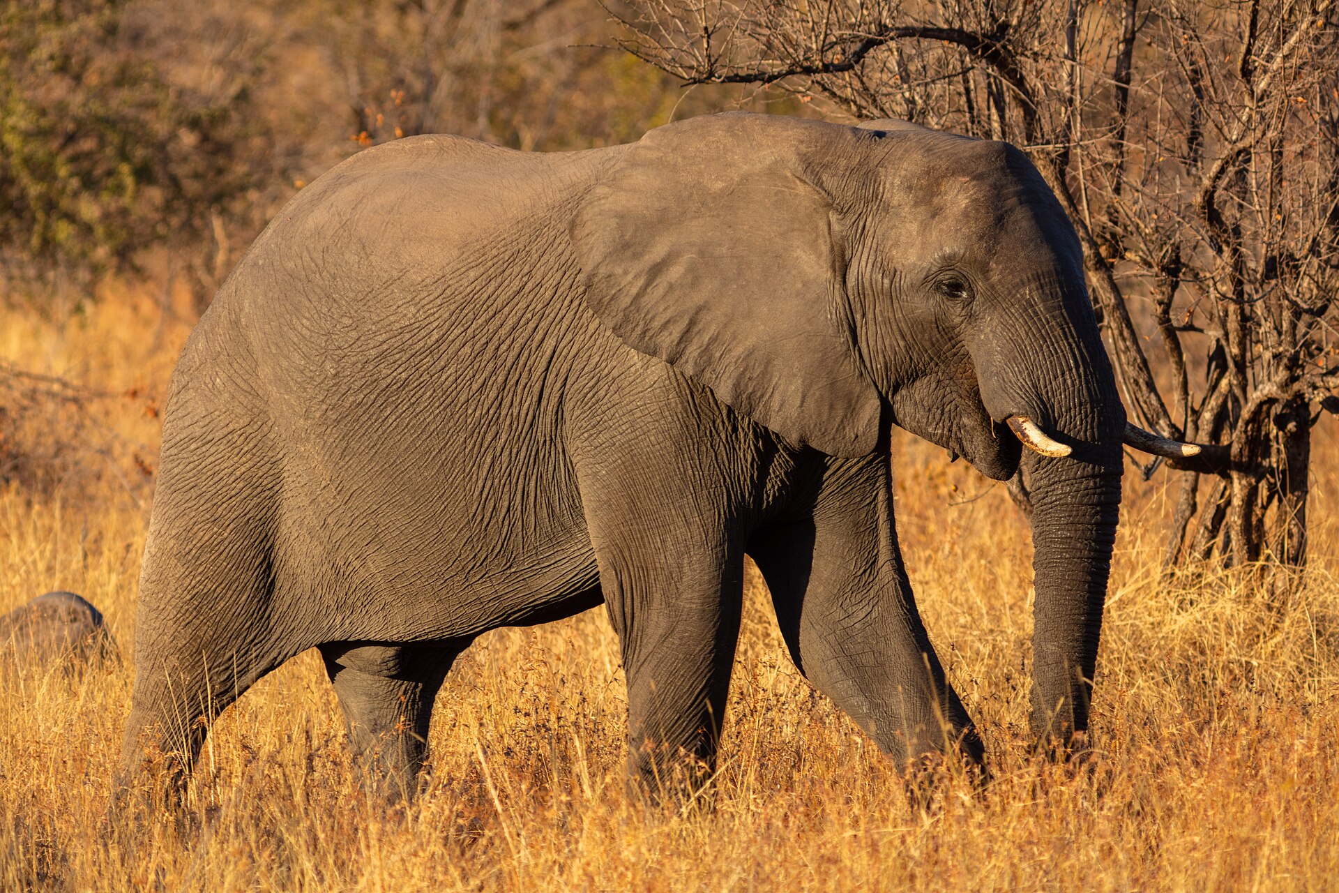 African Savanna Elephant, Loxodonta africana