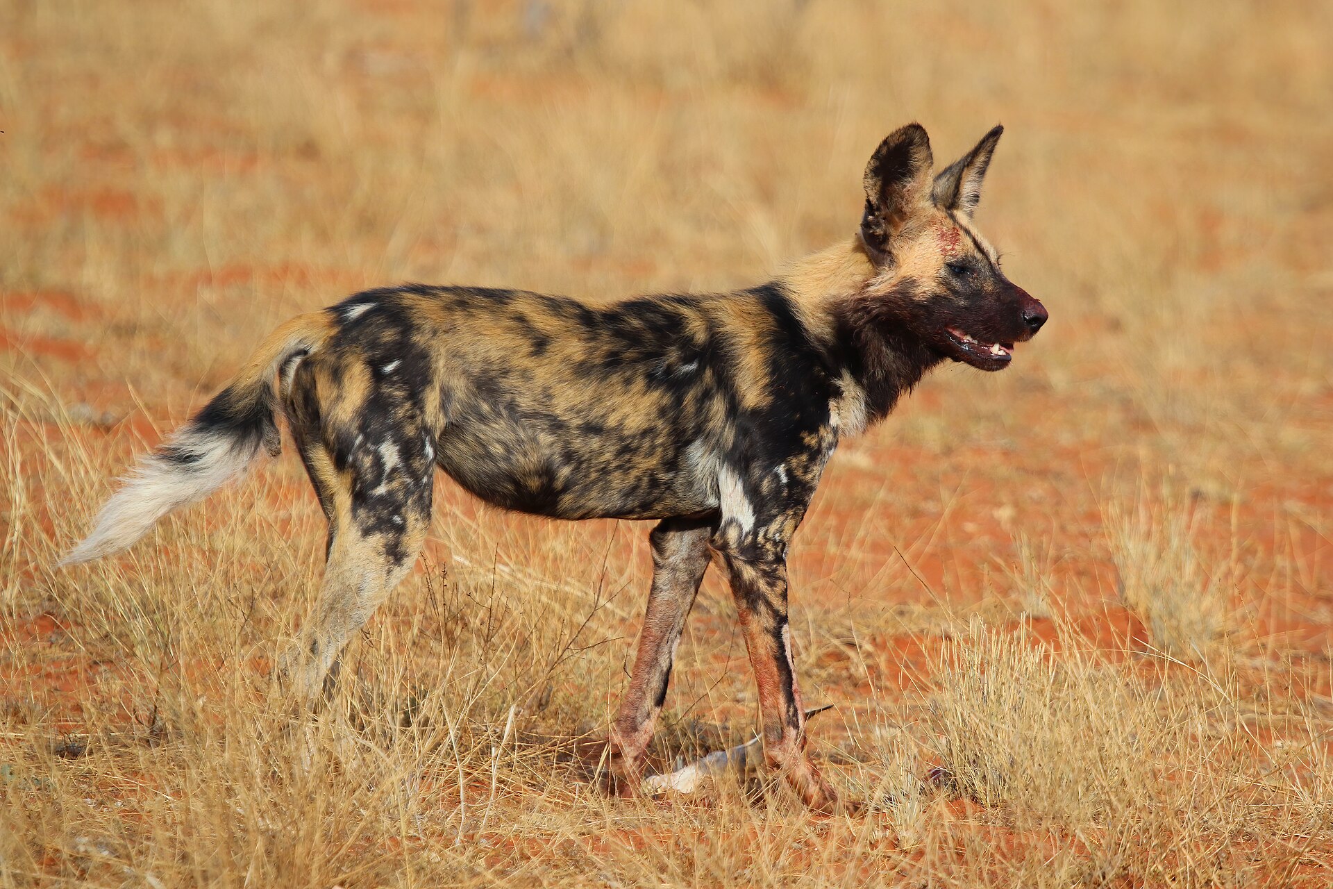 African Wild Dog showing its irregular black, brown, white and yellow coat pattern