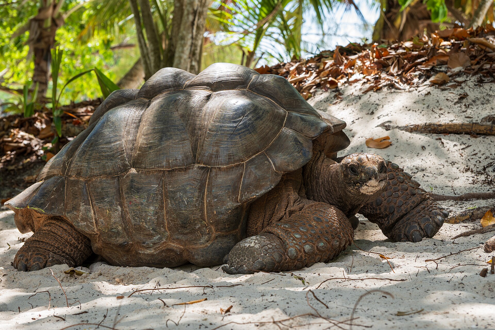 Aldabra Giant Tortoise, Aldabrachelys gigantea
