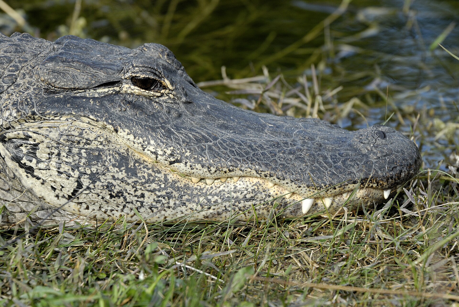 American Alligator, Alligator mississippiensis, in Florida wetland habitat
