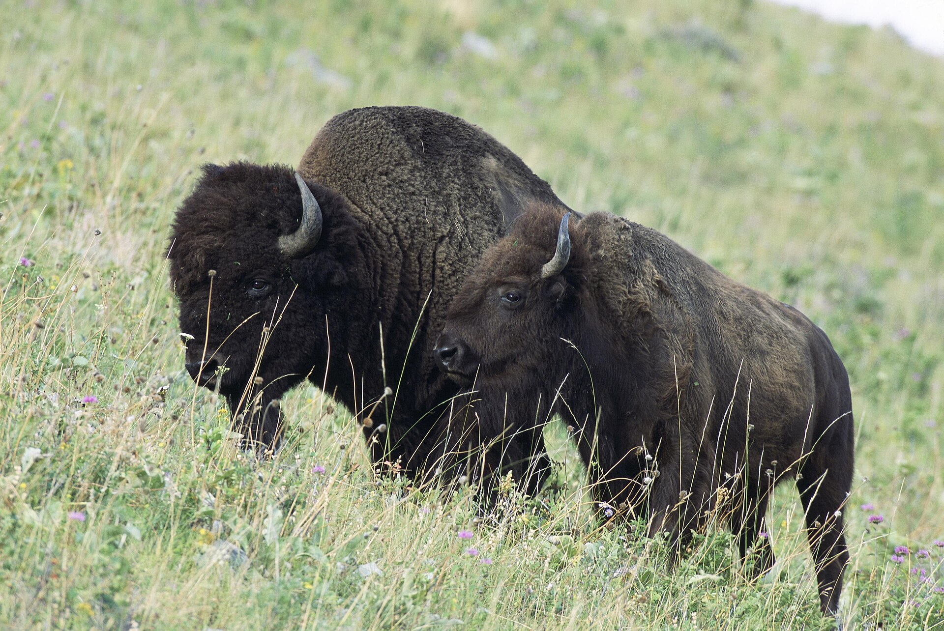 American Bison, Bos bison, standing in grassland habitat