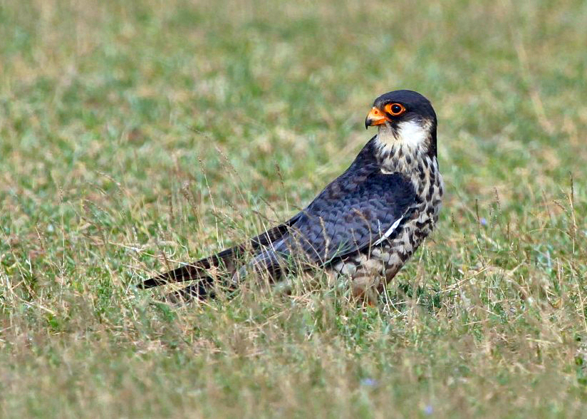 Female Amur Falcon, Falco amurensis
