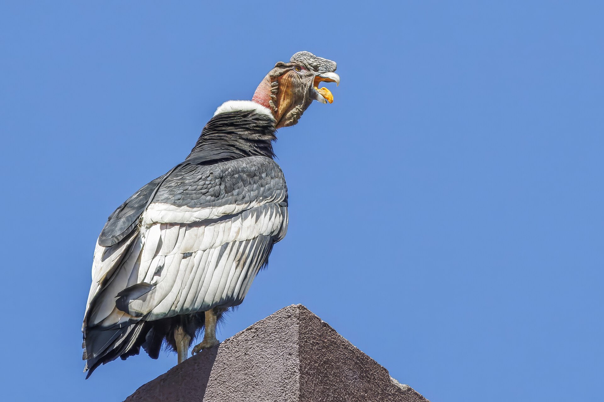 Male Andean Condor, Vultur gryphus, showing the white neck ruff and large black wings