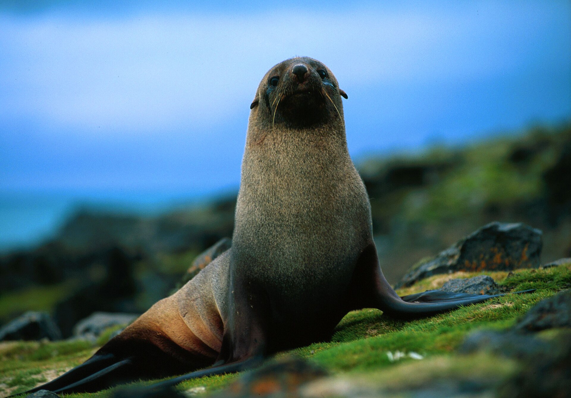 Antarctic Fur Seal, Arctocephalus gazella, resting in a sub-Antarctic coastal habitat