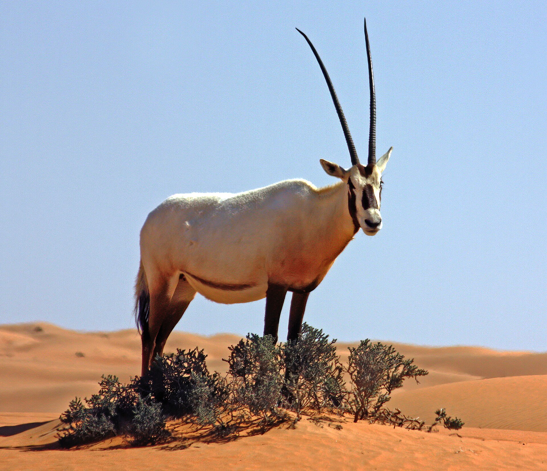 Arabian Oryx in arid desert habitat