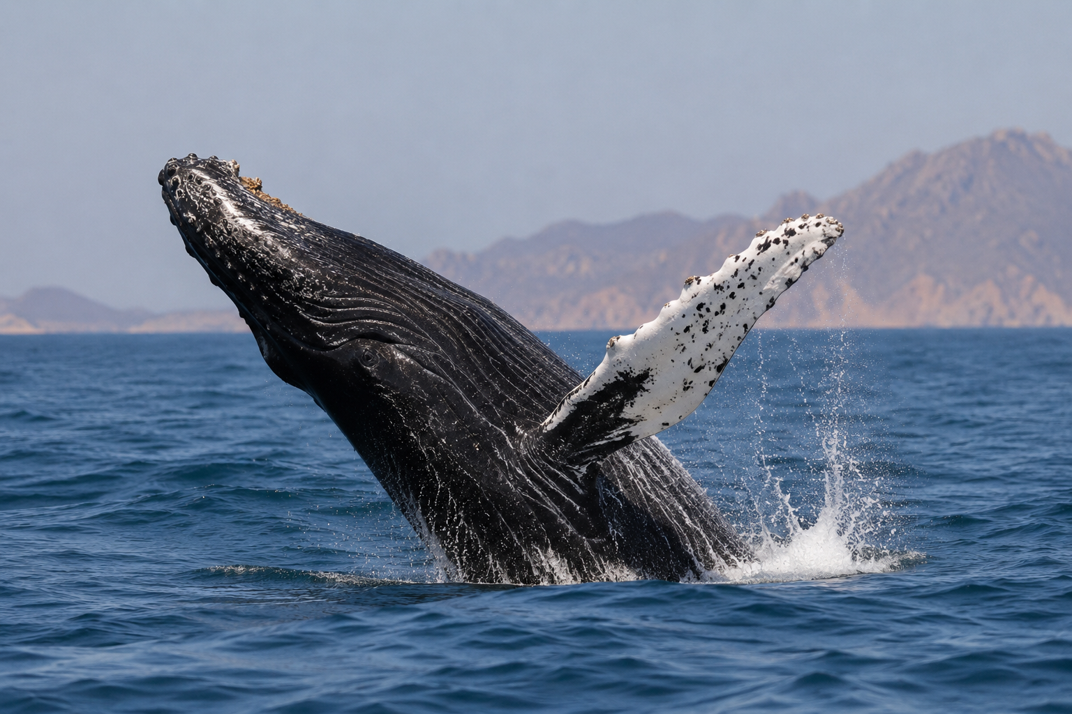 AI-generated reconstruction of an Arabian Sea Humpback Whale
