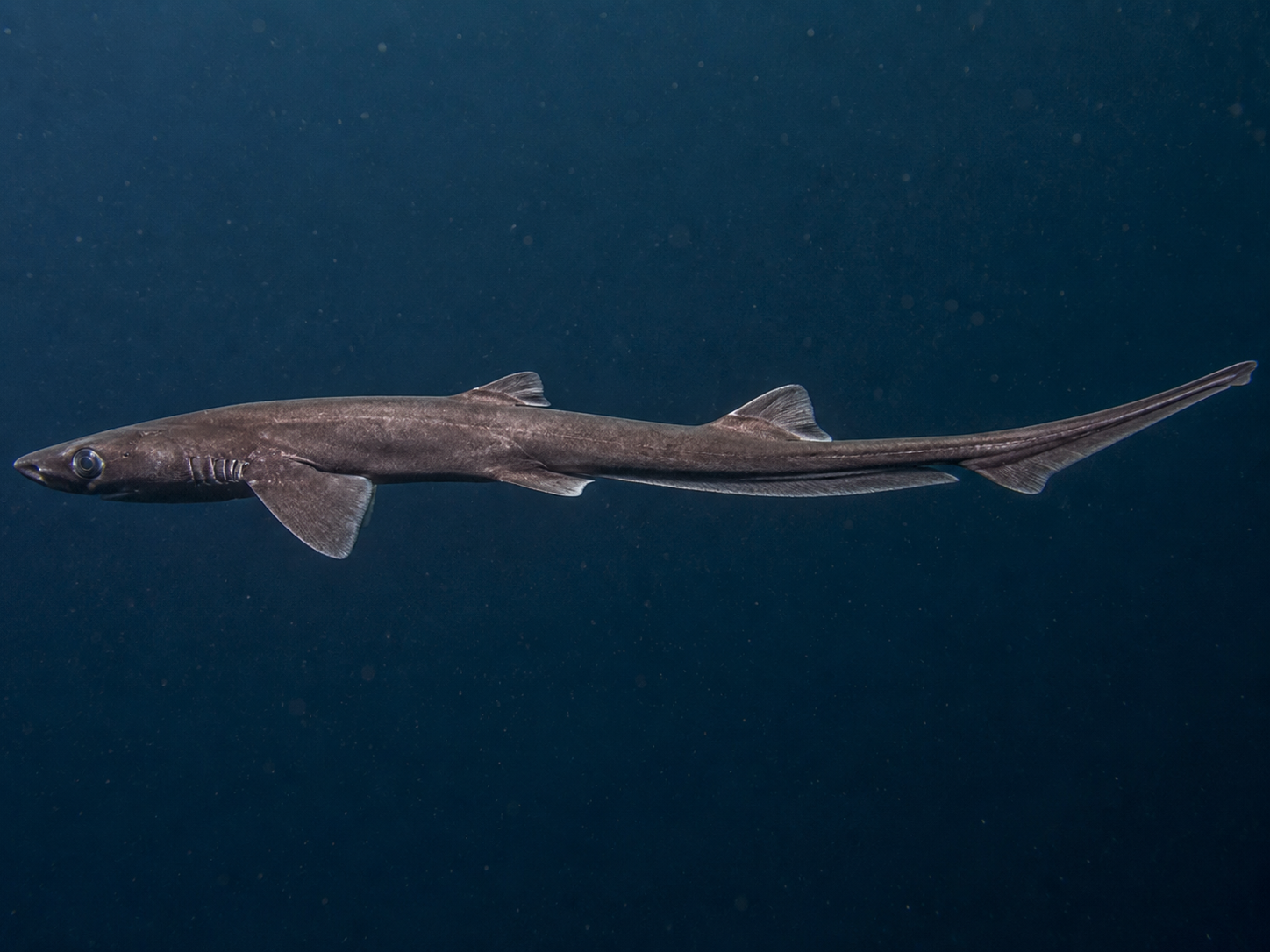 AI-generated reconstruction of Arabian Slender Catshark, Apristurus drona