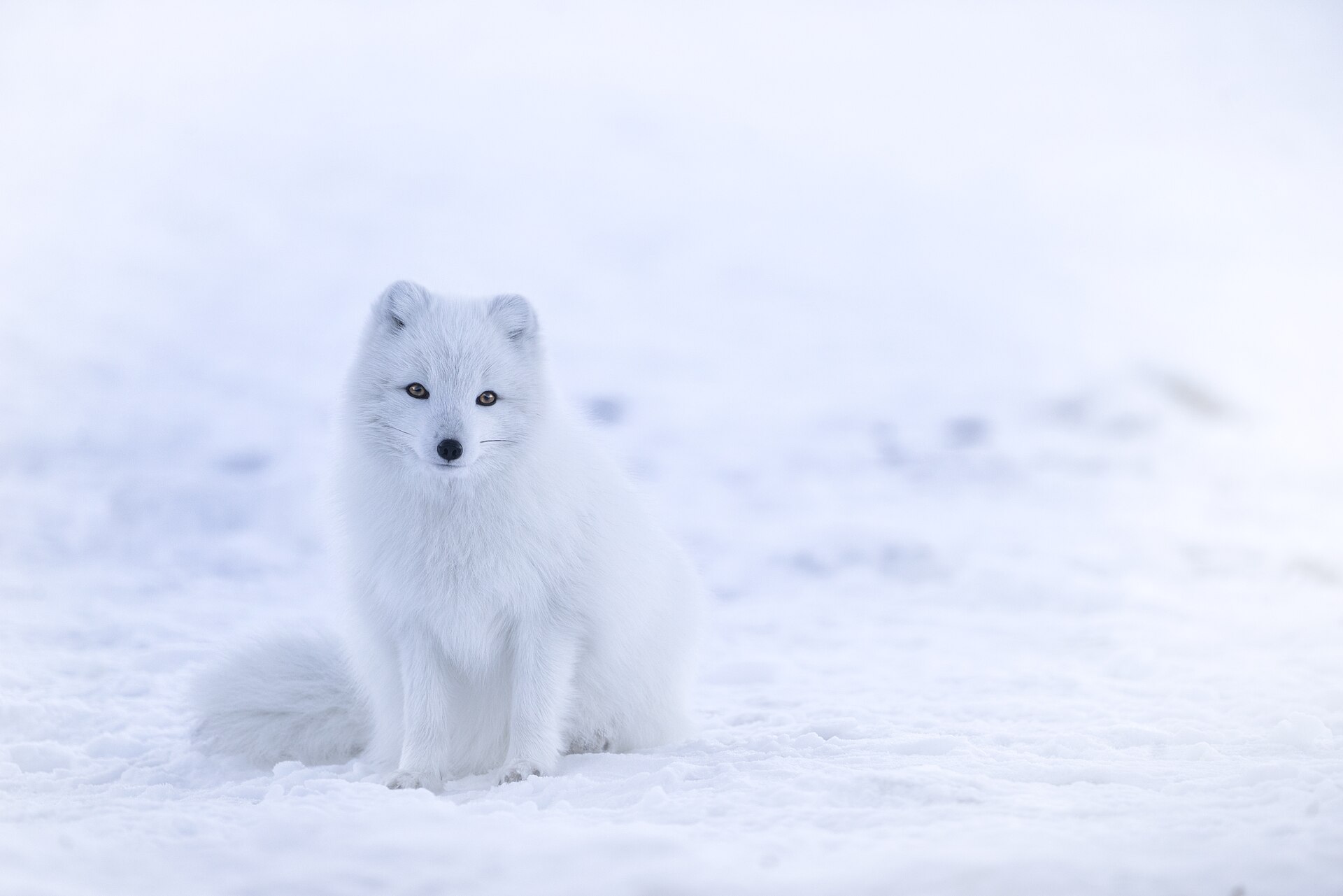 Arctic Fox, Vulpes lagopus, in white winter coat