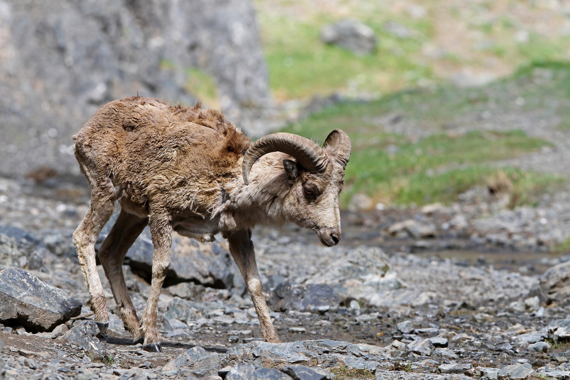 Argali, Ovis ammon
