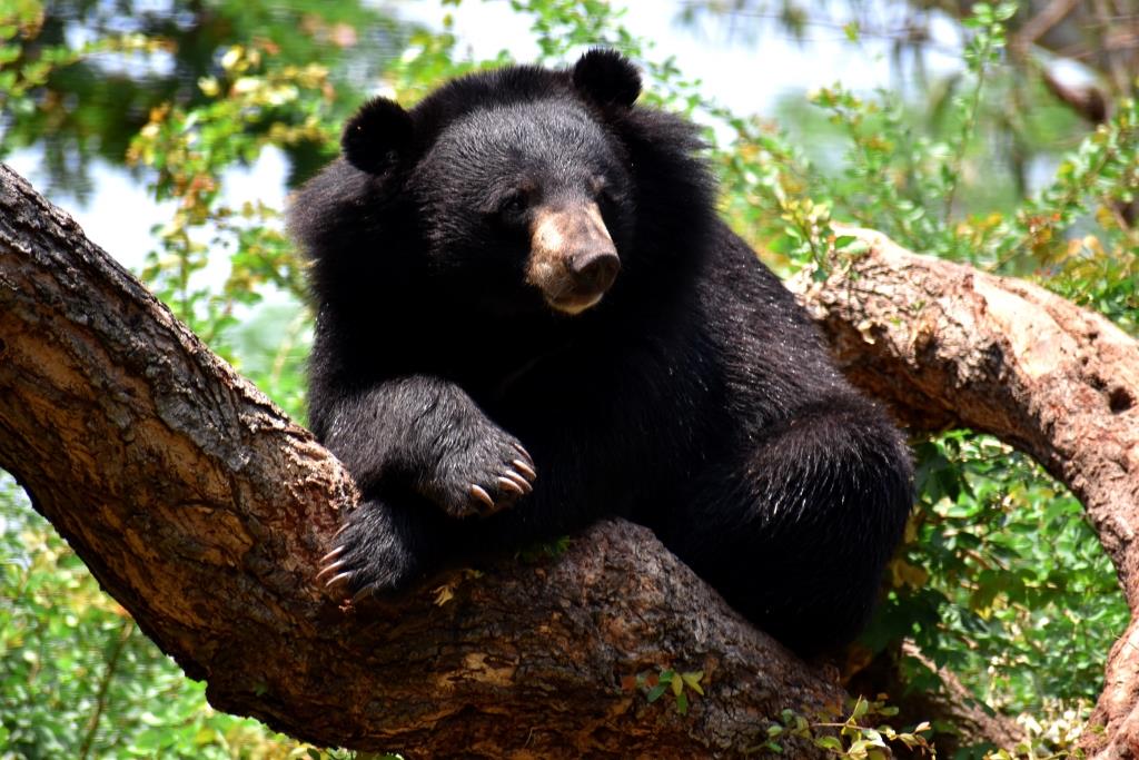 Asian Black Bear, Ursus thibetanus