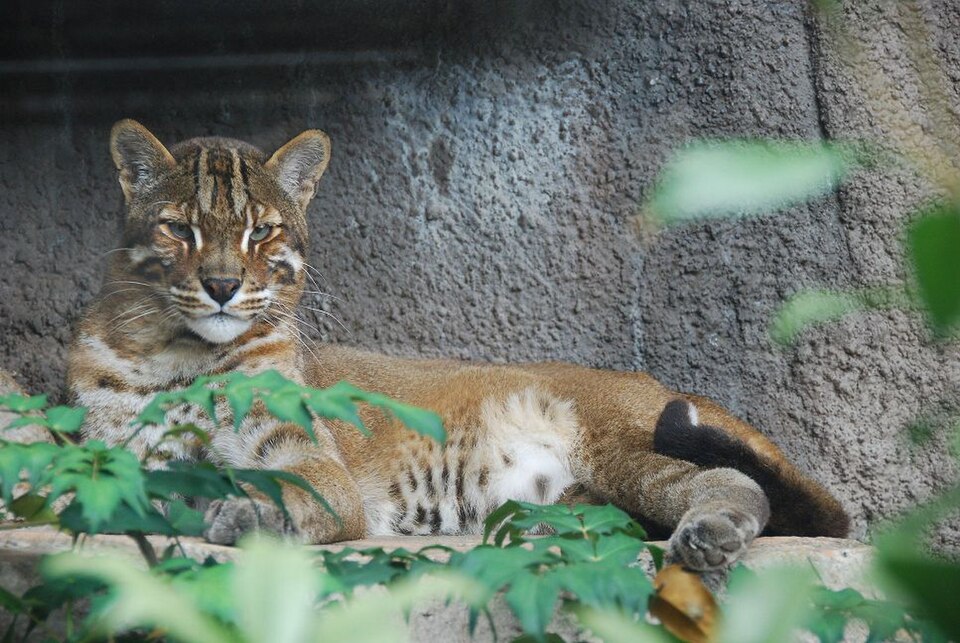Asian Golden Cat, Catopuma temminckii