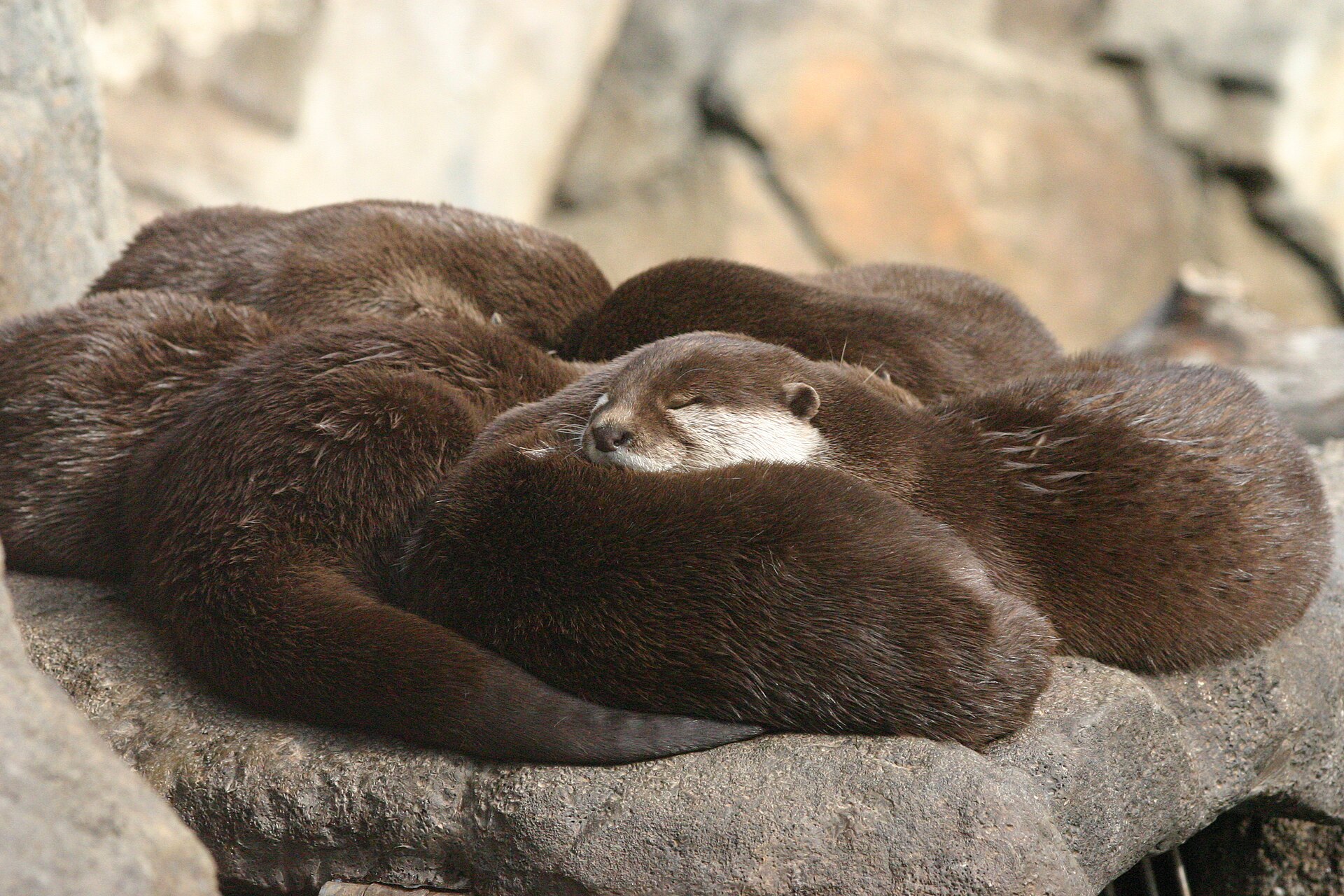Asian Small-clawed Otter, Aonyx cinereus