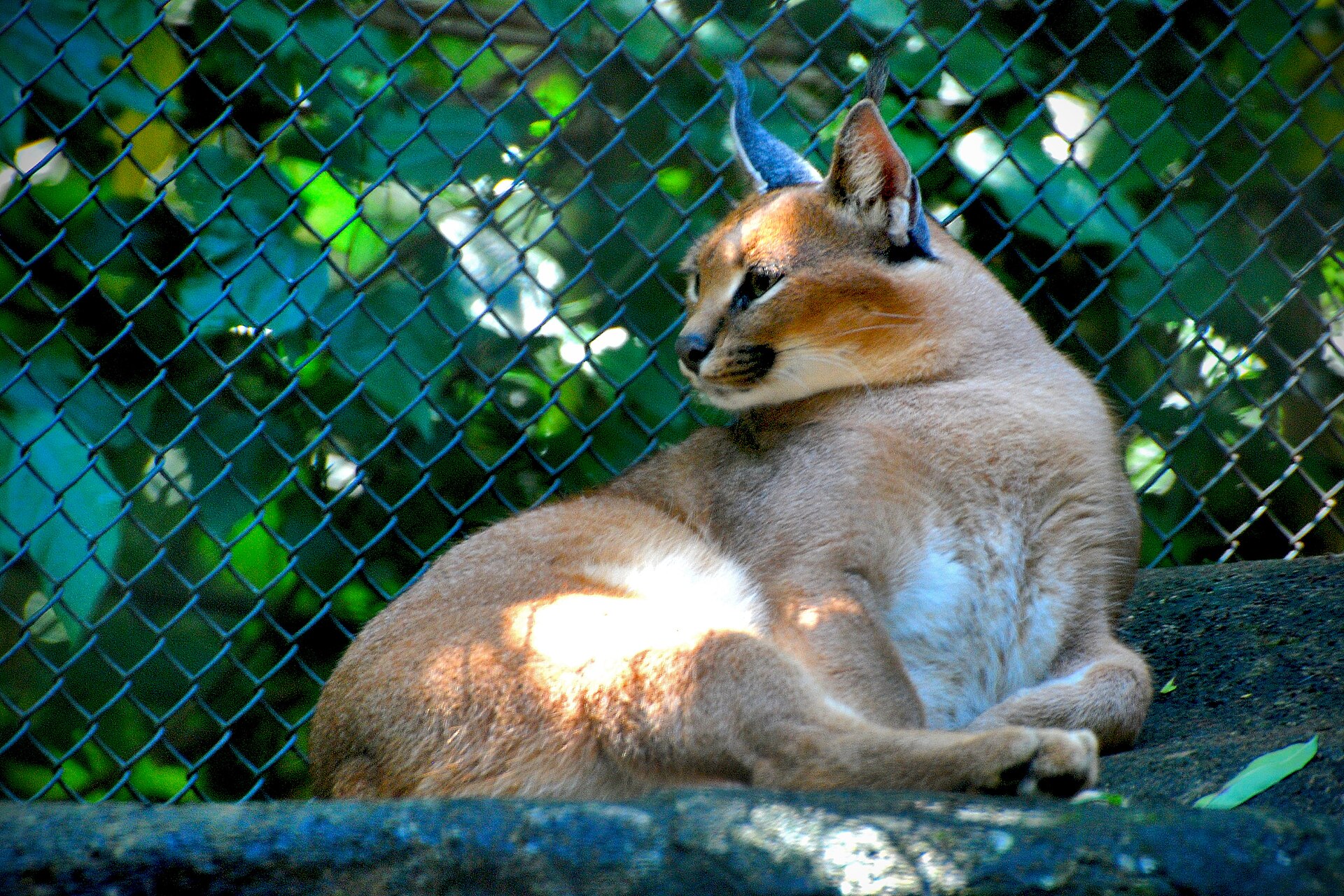Caracal, Caracal caracal
