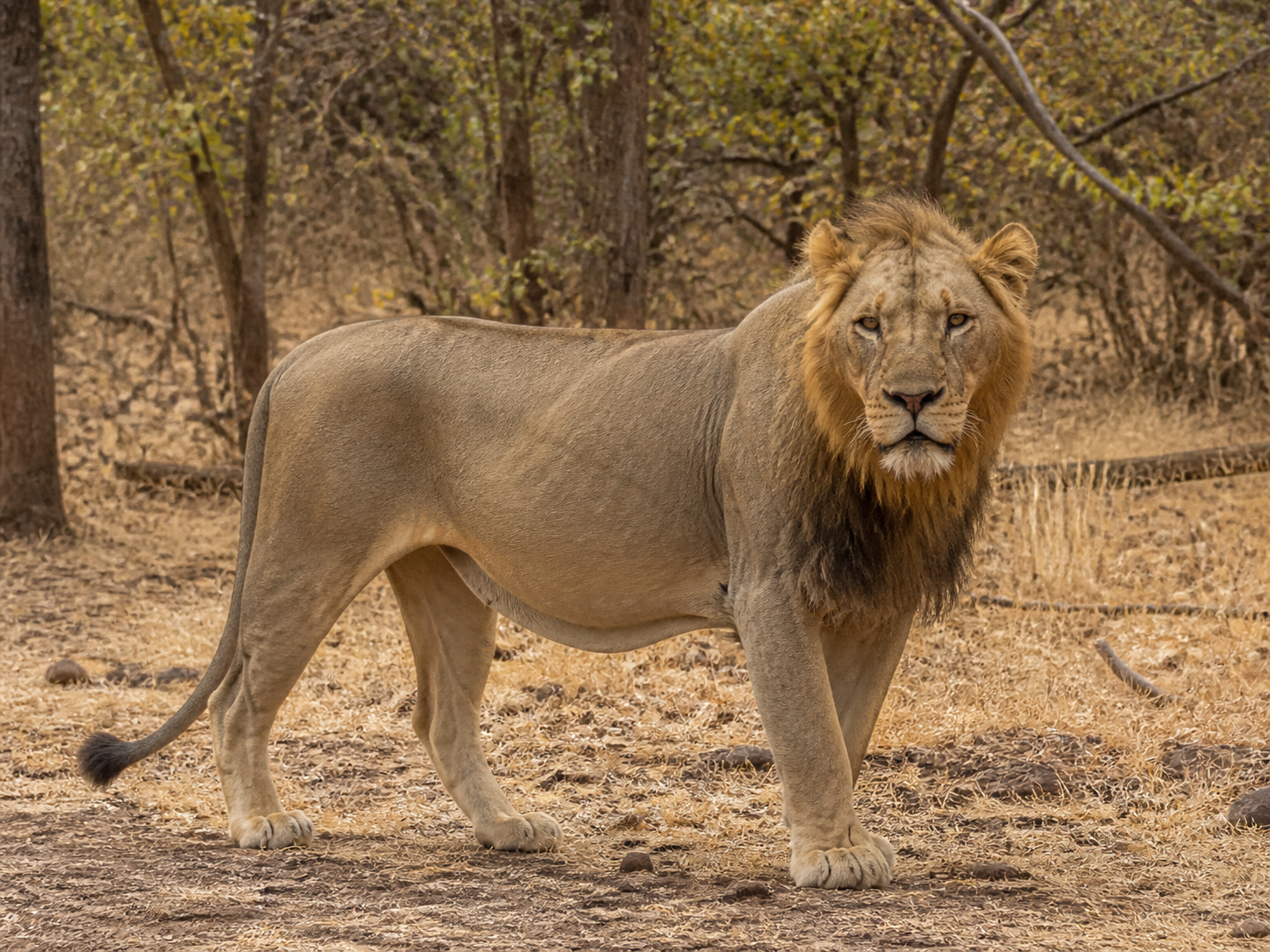 Asiatic Lion in a dry Gujarat landscape
