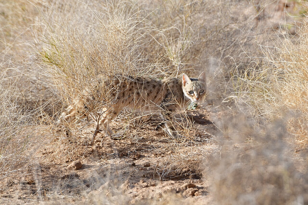 Indian Desert Cat, Felis lybica ornata