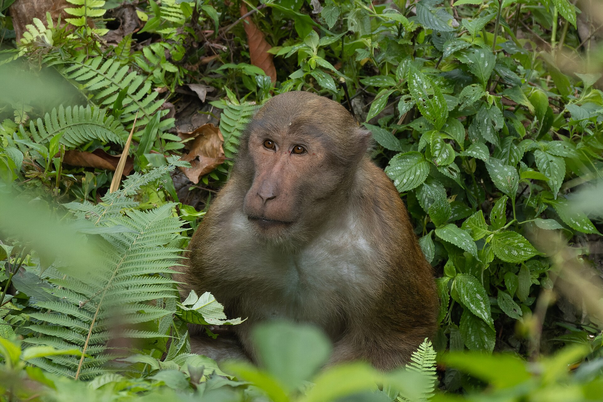 Assamese Macaque, Macaca assamensis
