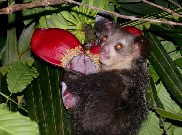 Aye-aye showing its large ears, incisors and elongated fingers
