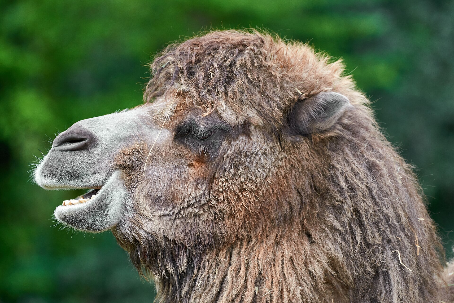 Wild Bactrian Camel, Camelus ferus