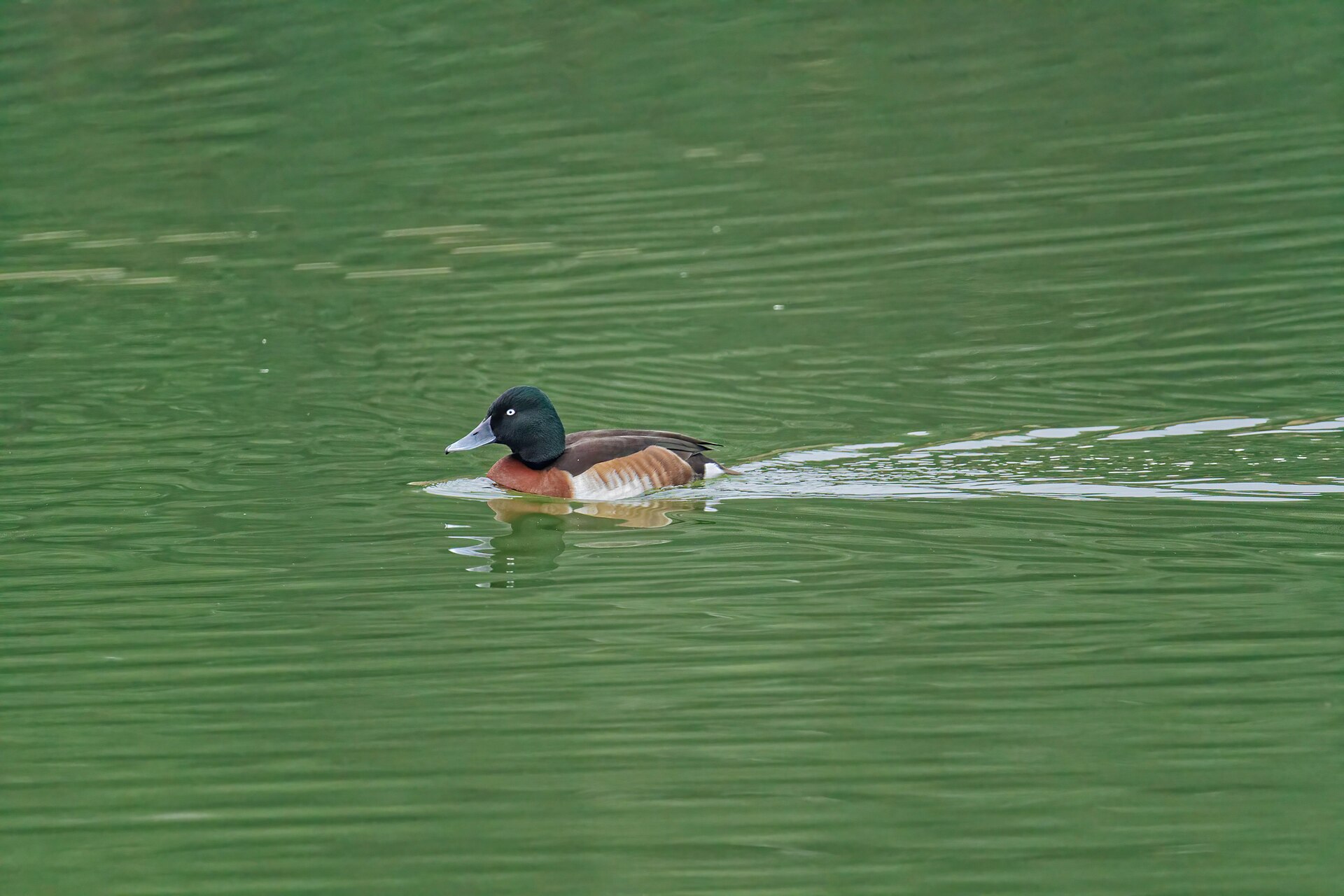 Baer's Pochard, Aythya baeri