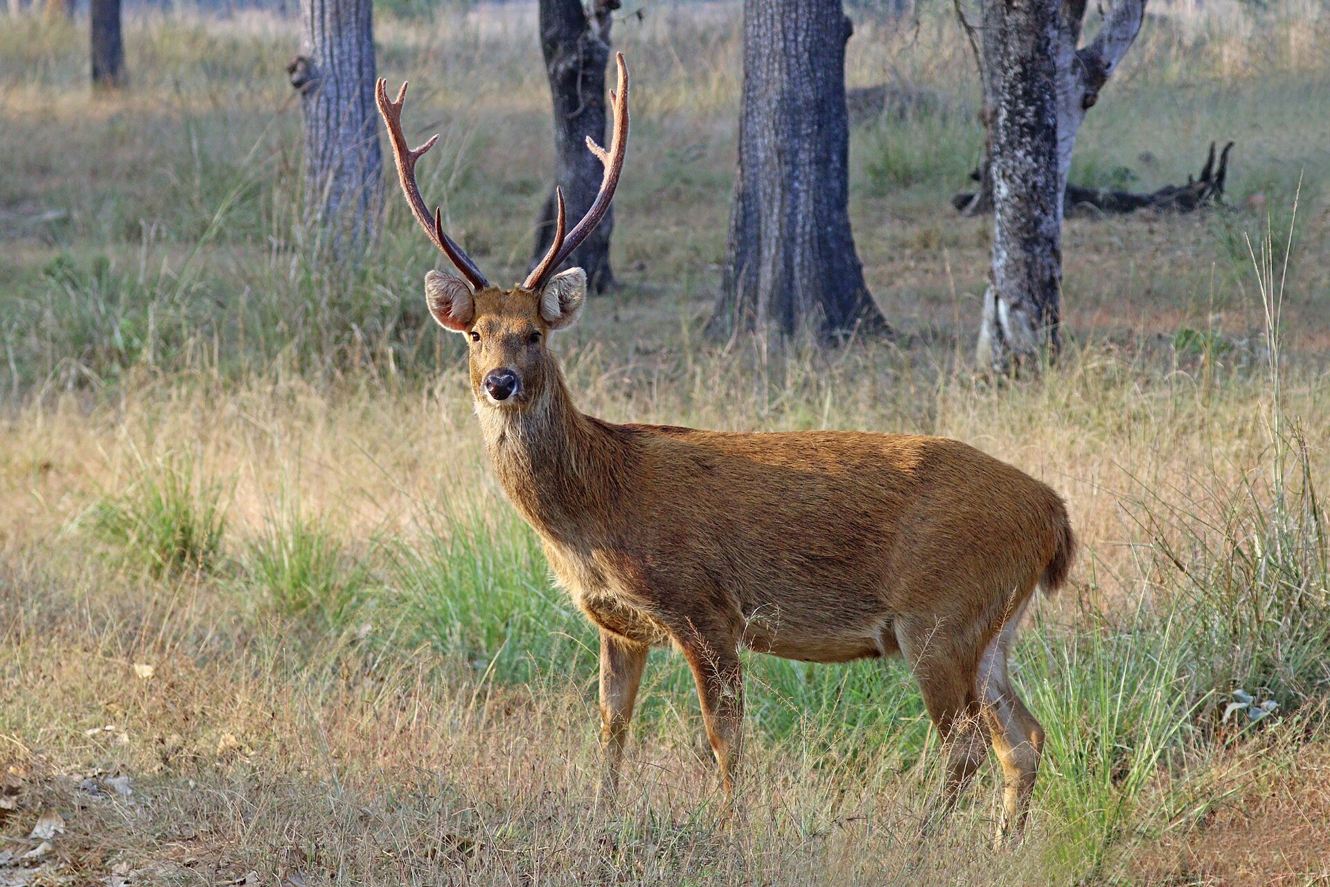 Adult male Barasingha with multi-tined antlers