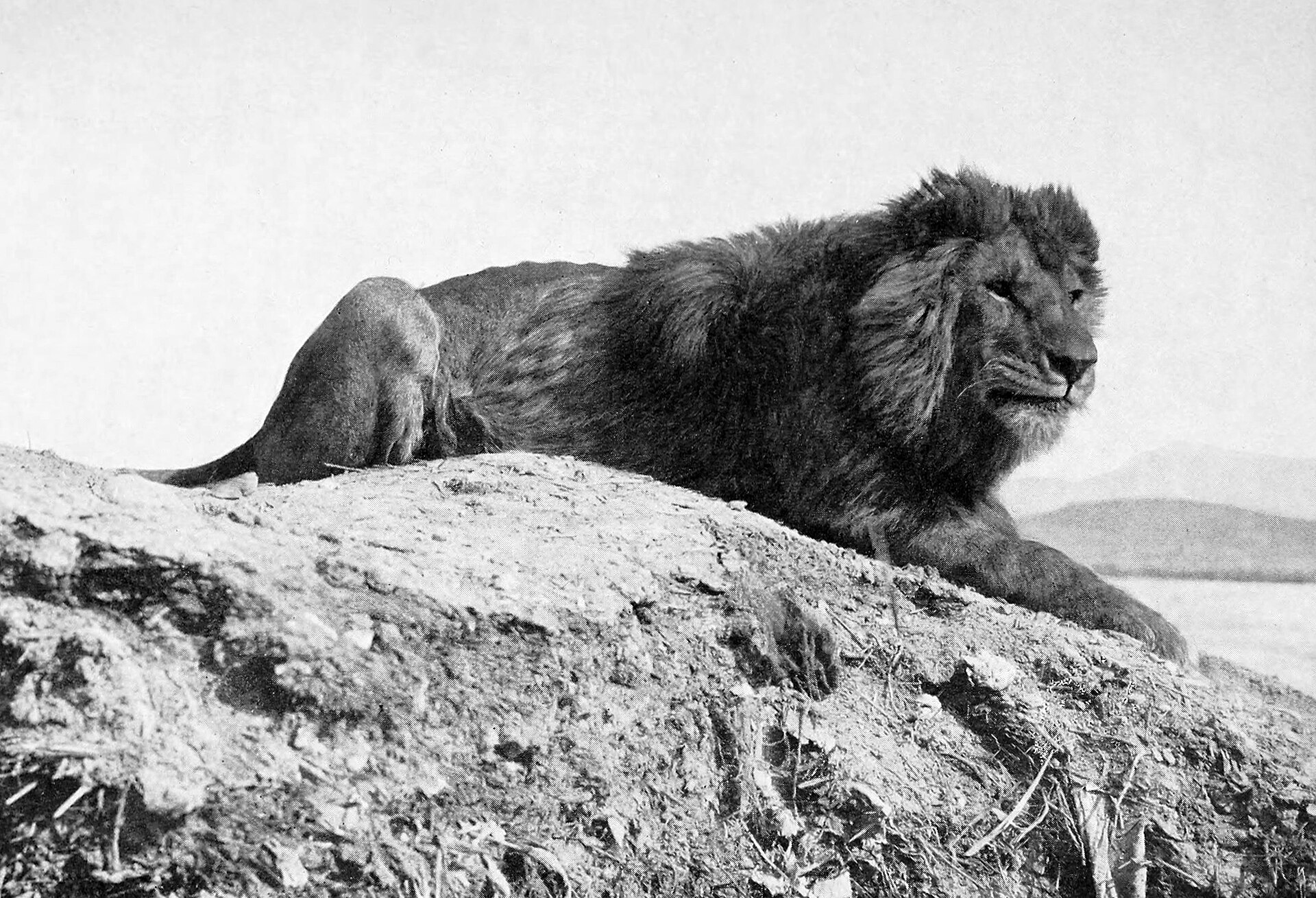 Historical Barbary Lion from North Africa