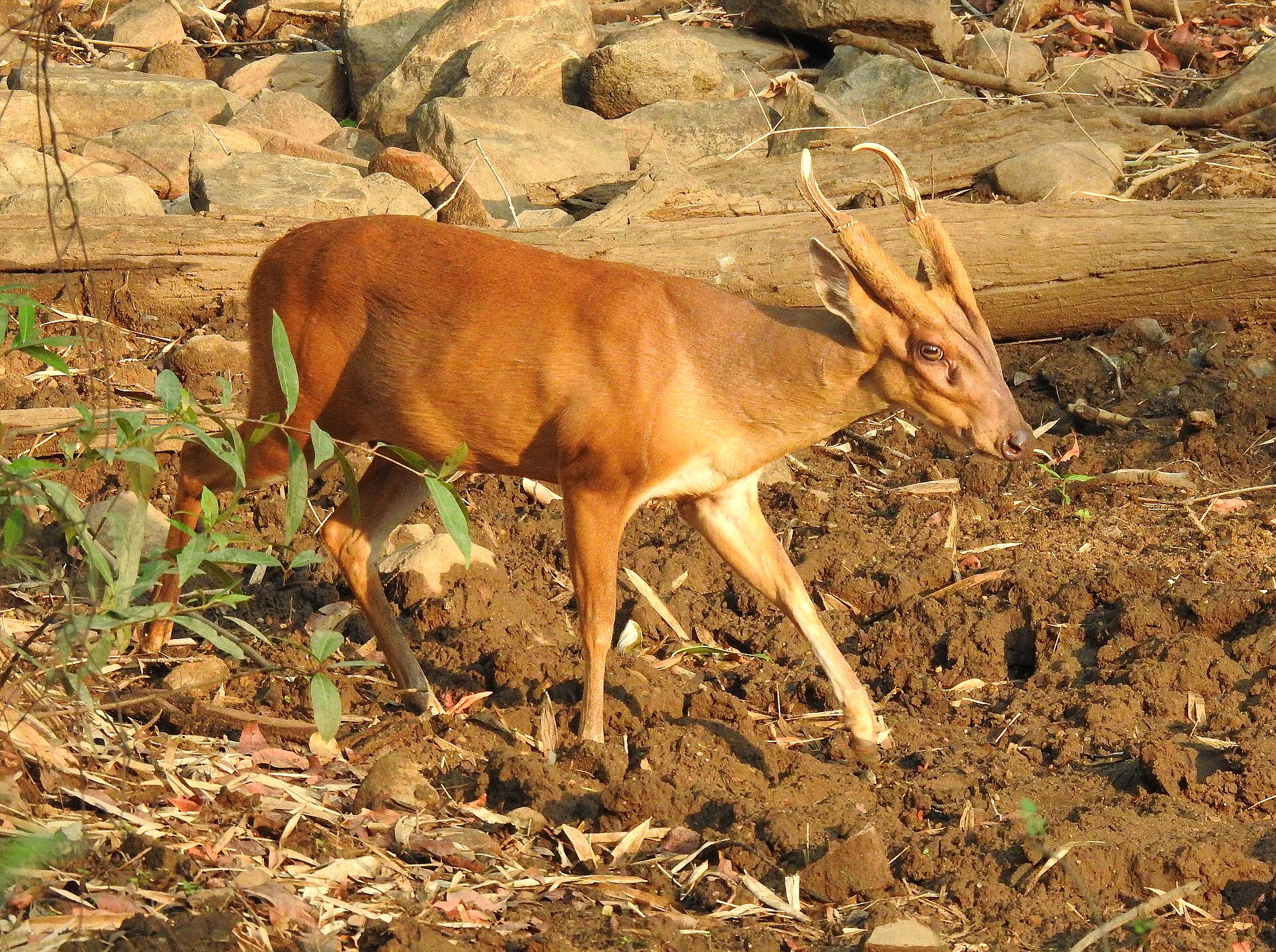 Indian muntjac in Tadoba-Andhari Tiger Reserve, Maharashtra