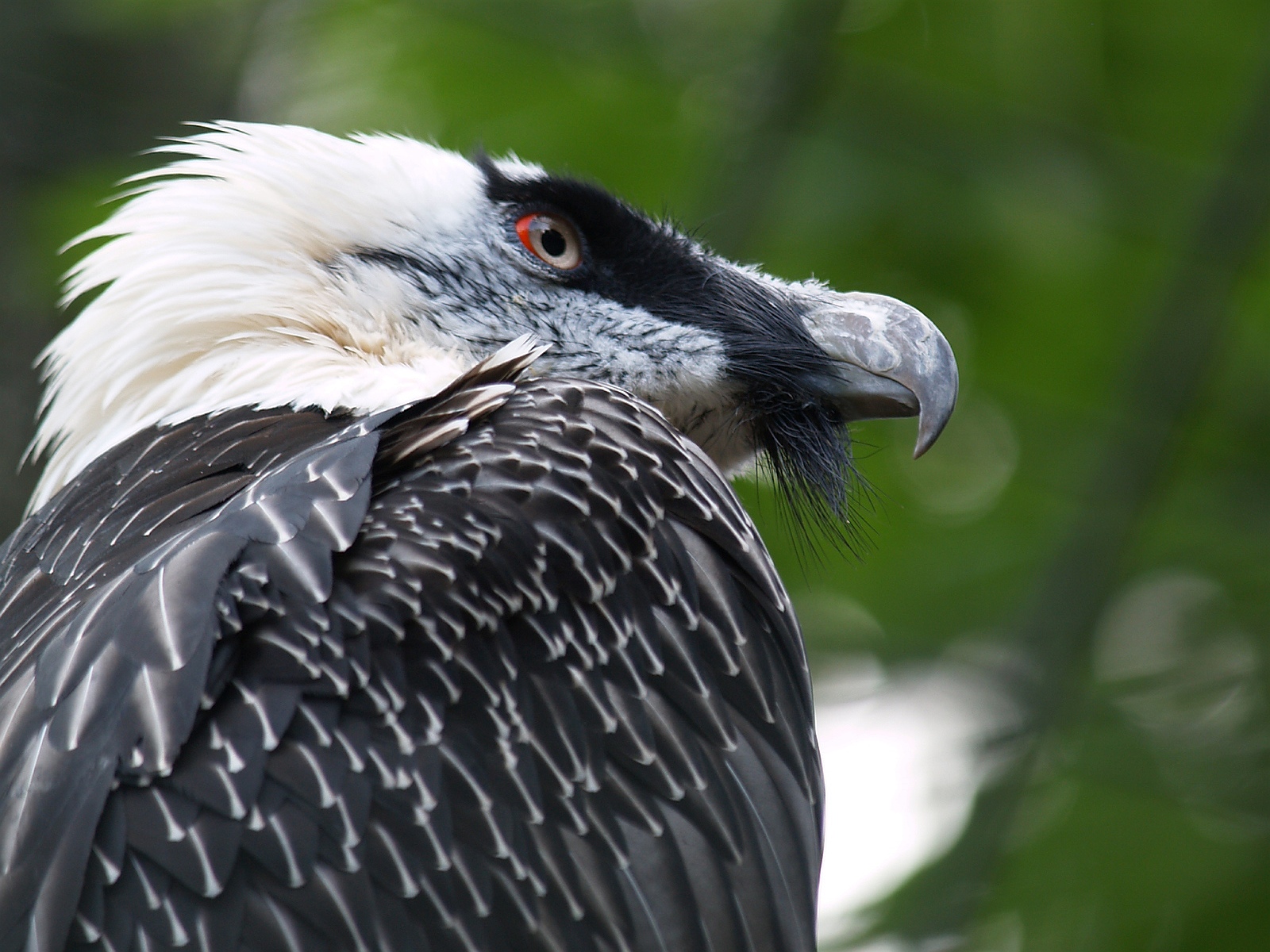 Bearded Vulture showing its distinctive facial mask and long pointed wings