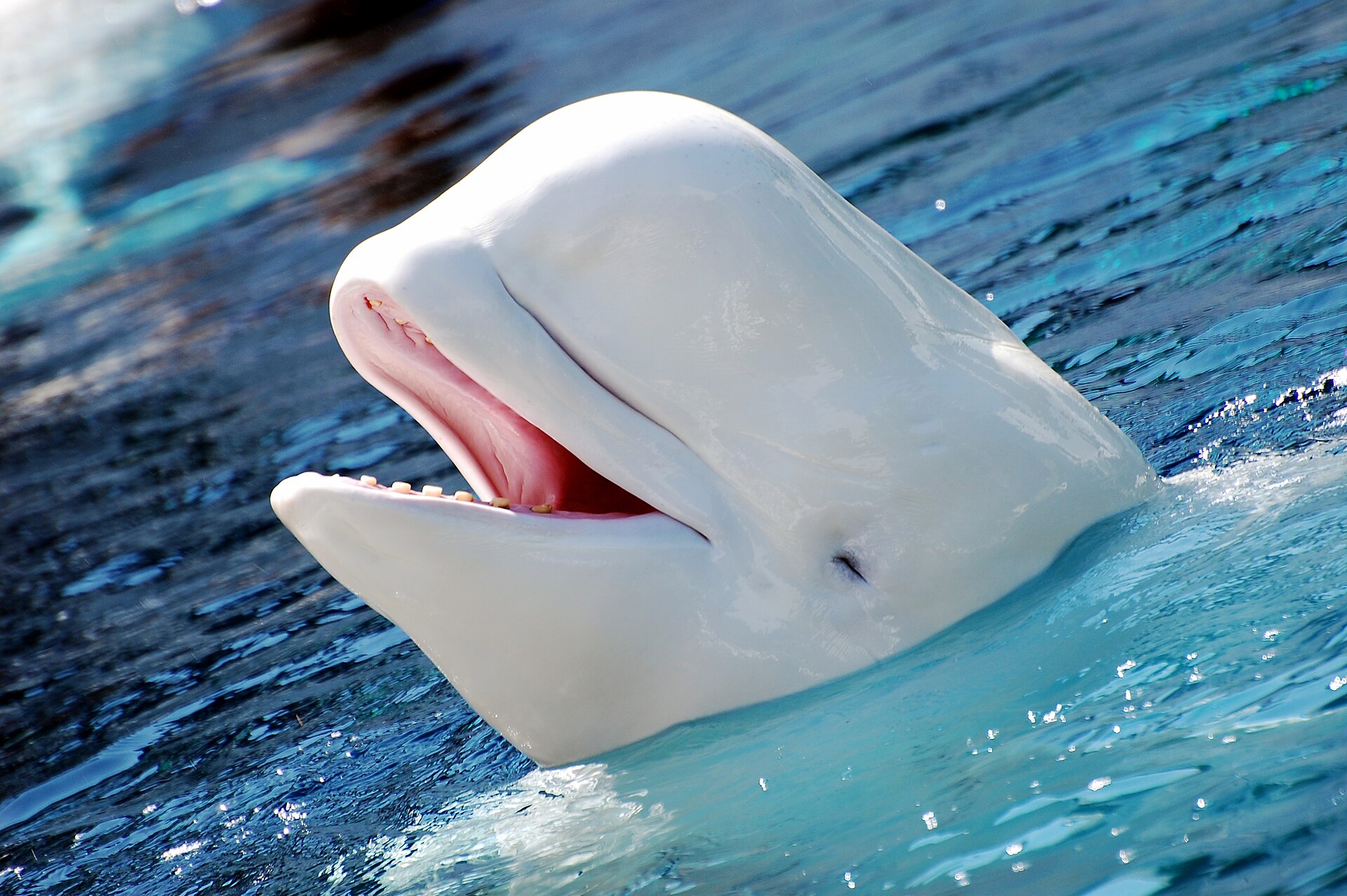 Adult Beluga Whale showing its white body and rounded melon