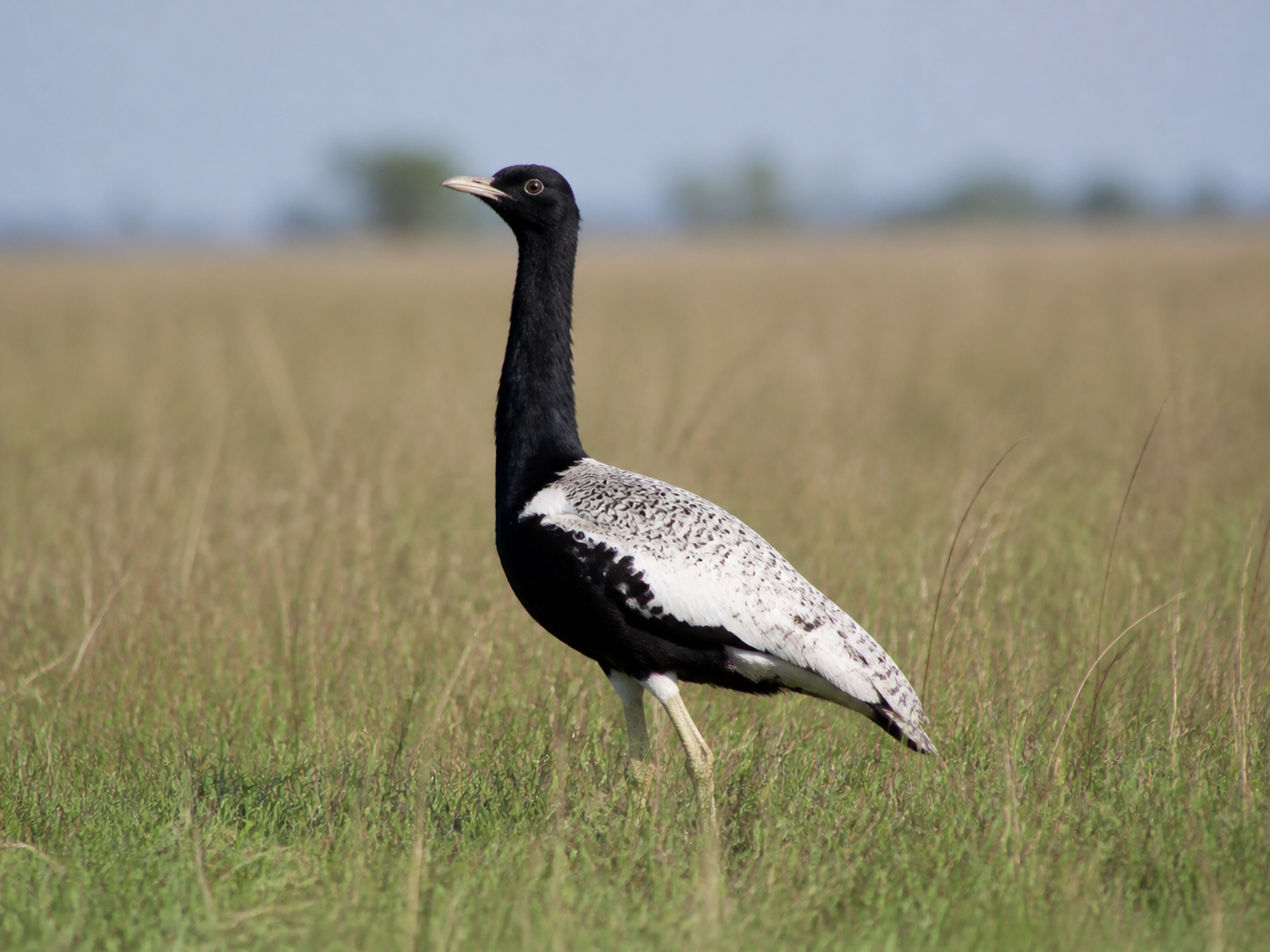 Bengal Florican standing in tall alluvial grassland