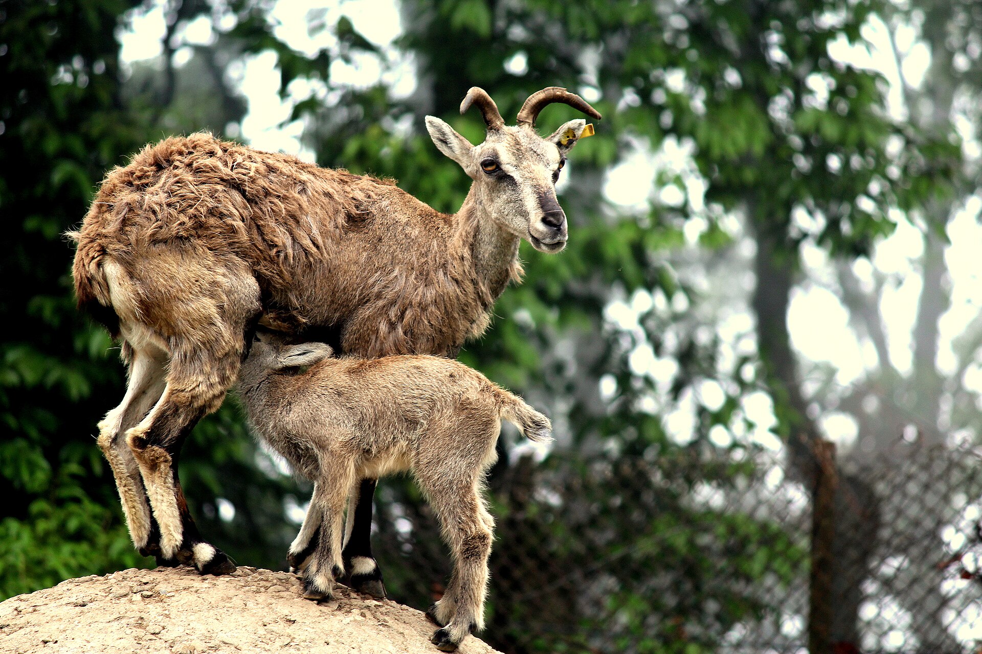Bharal or Himalayan Blue Sheep, Pseudois nayaur