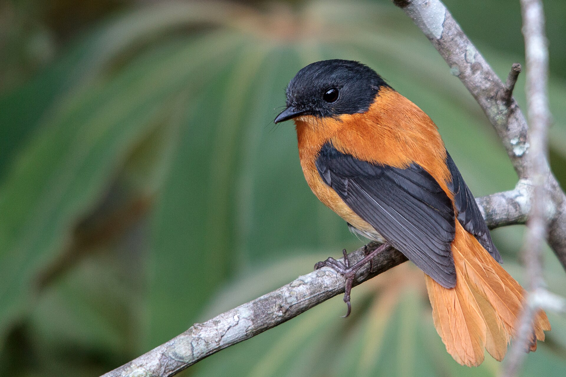 Male Black-and-orange Flycatcher perched in shola forest habitat