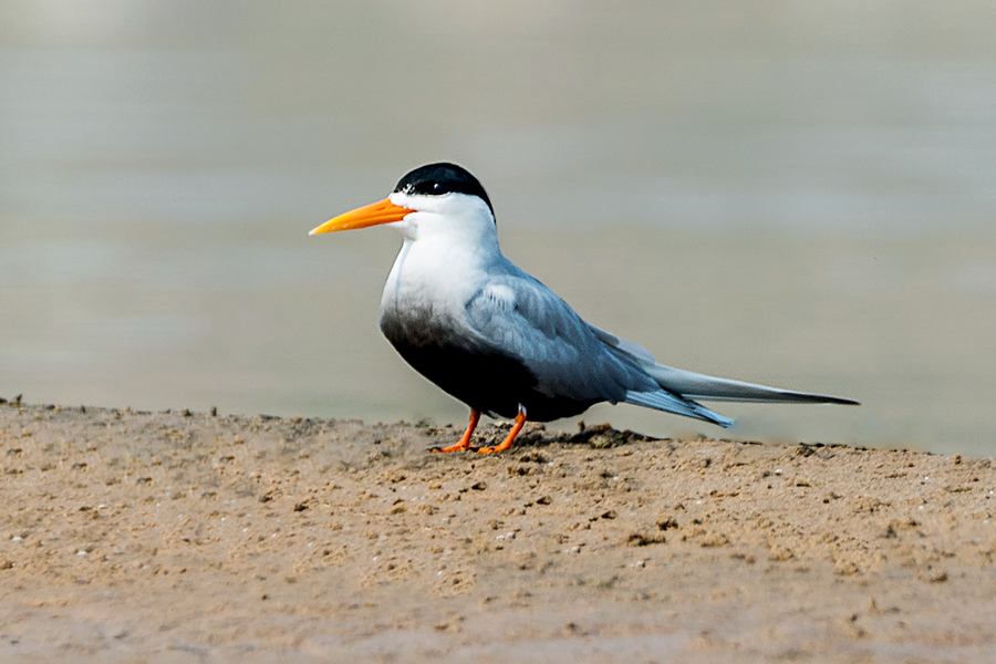 Black-bellied Tern, Sterna acuticauda