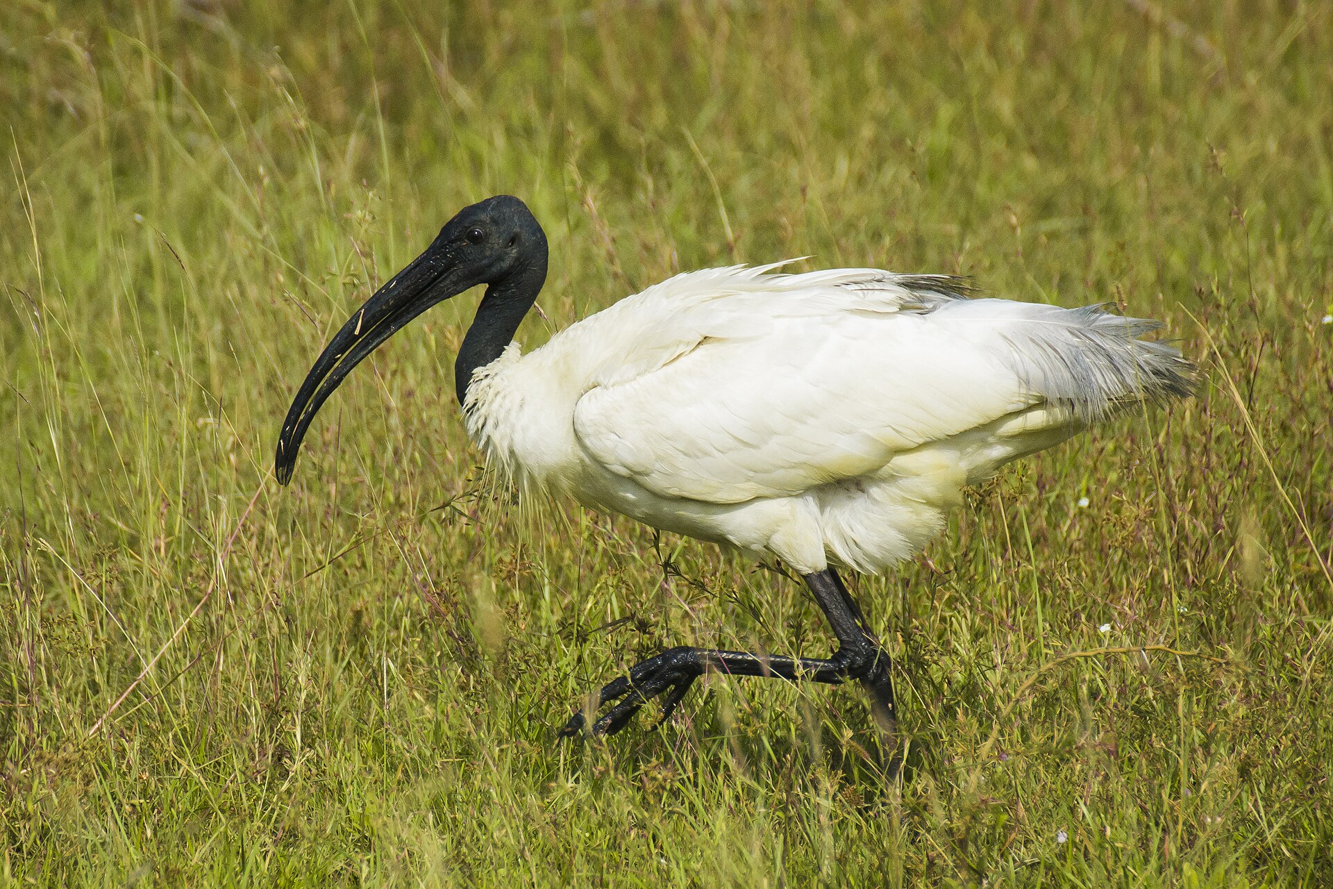 Black-headed Ibis standing in shallow wetland habitat in India