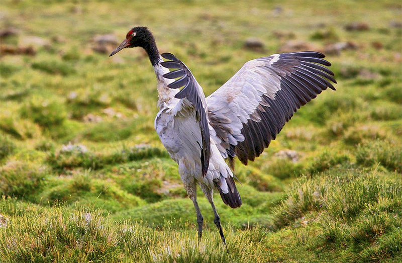 Black-necked Crane in a high-altitude wetland