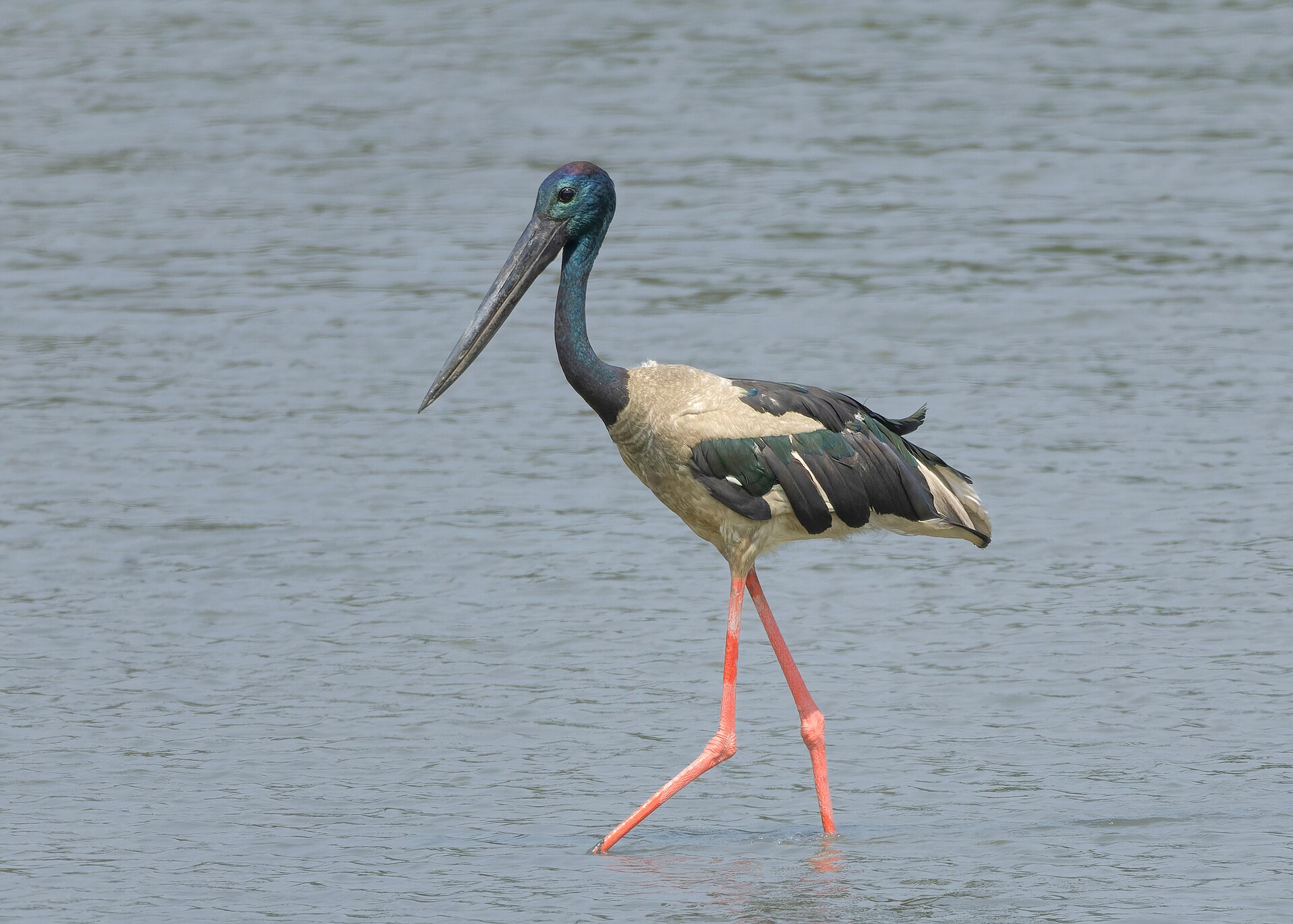 Black-necked Stork, Ephippiorhynchus asiaticus, in Kaziranga National Park
