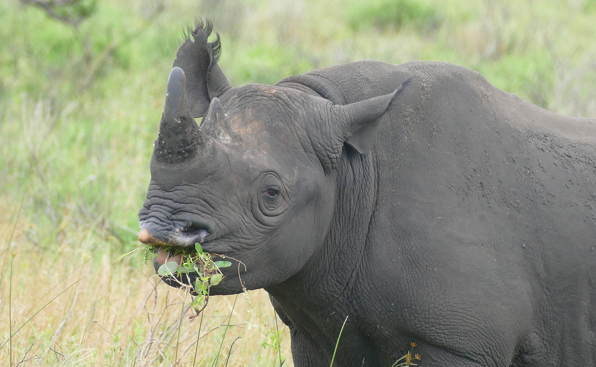 Black Rhinoceros browsing on vegetation
