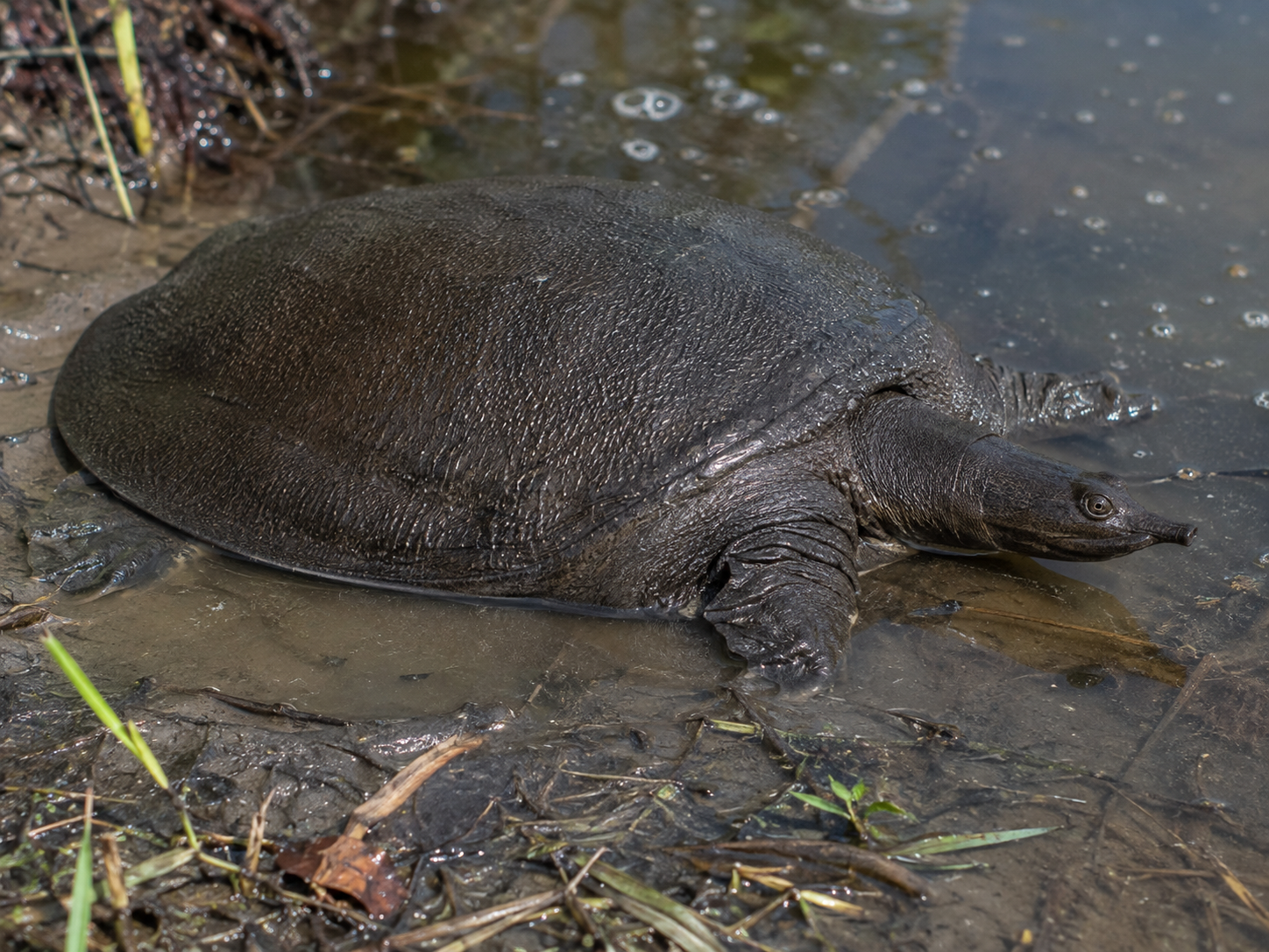 Black Softshell Turtle showing the dark adult carapace and elongated softshell snout