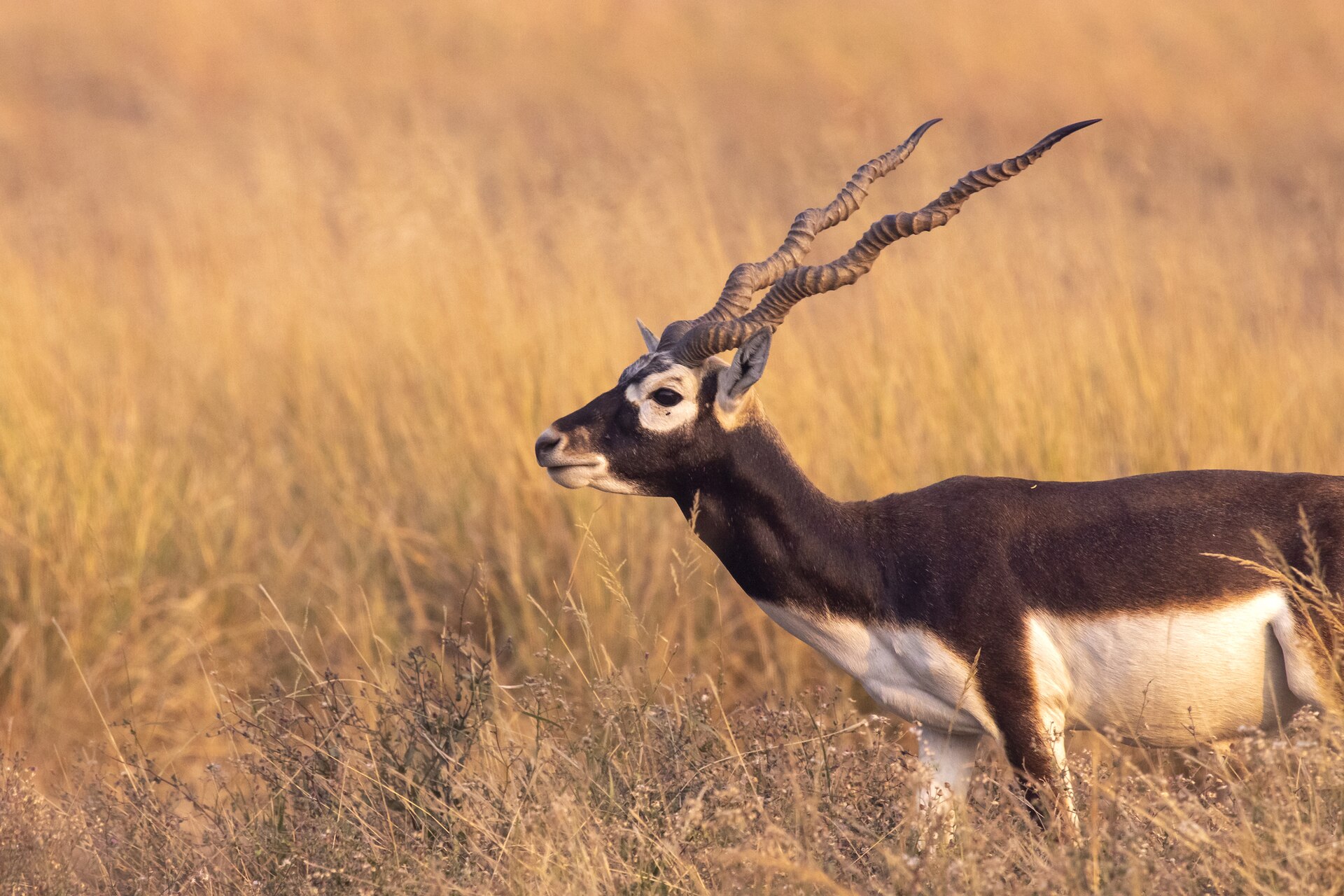 Adult male Blackbuck with long spiral horns