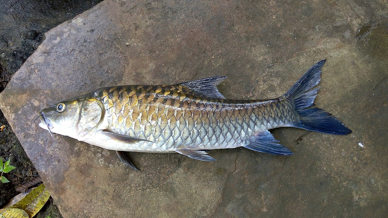 Blue-finned Mahseer, Tor khudree
