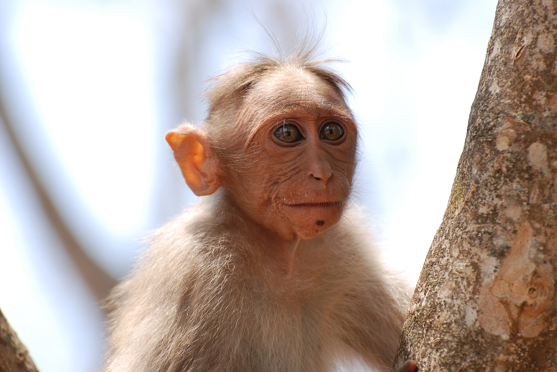 Bonnet Macaque, Macaca radiata