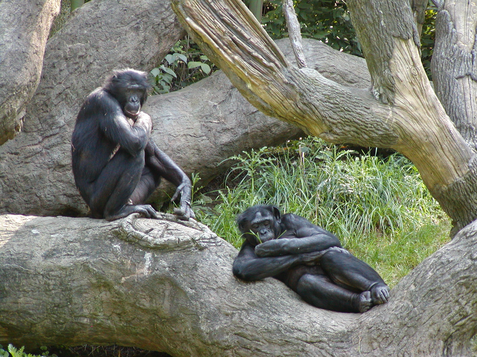 Group of bonobos
