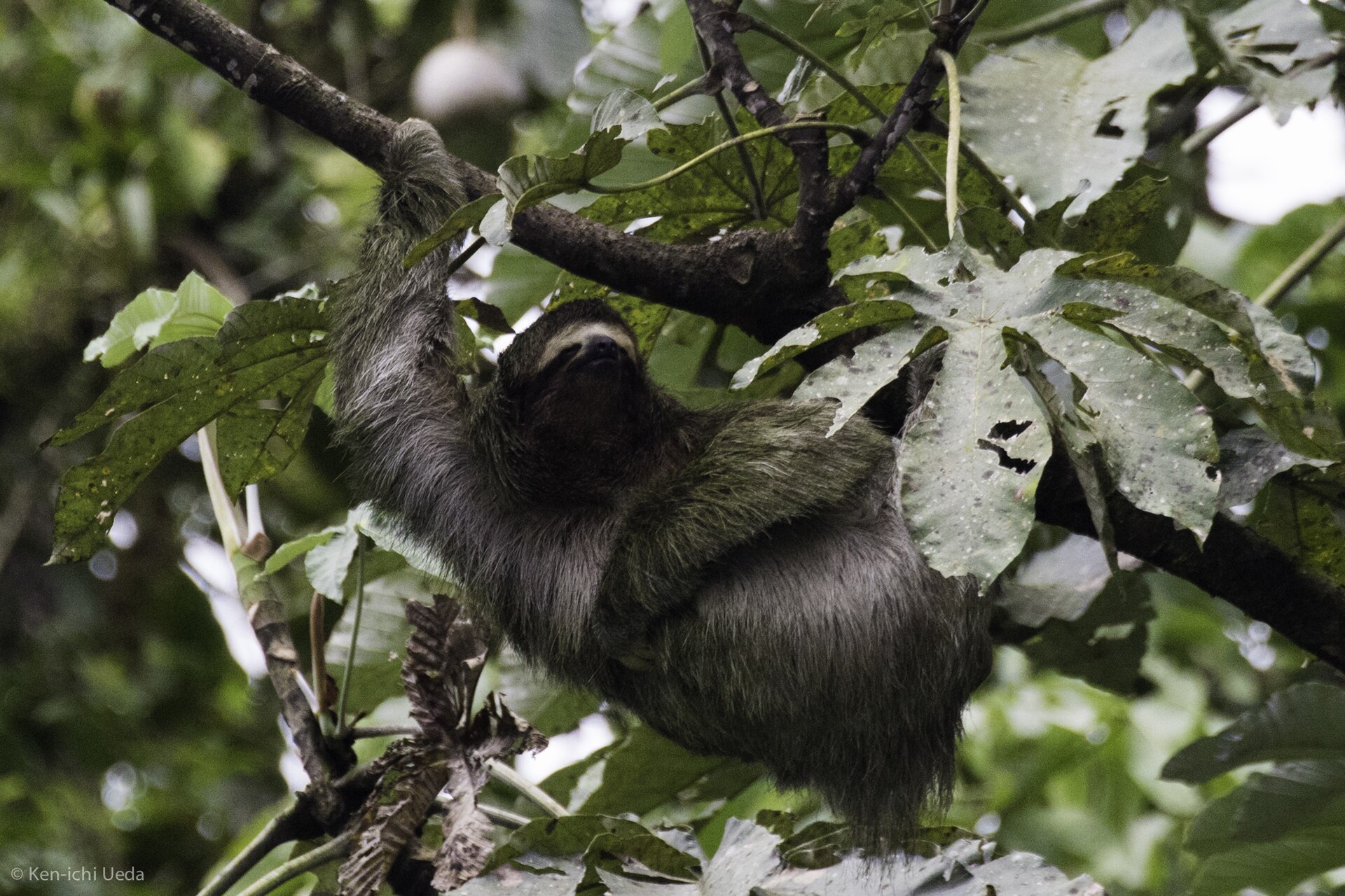 Brown-throated Three-toed Sloth, Bradypus variegatus