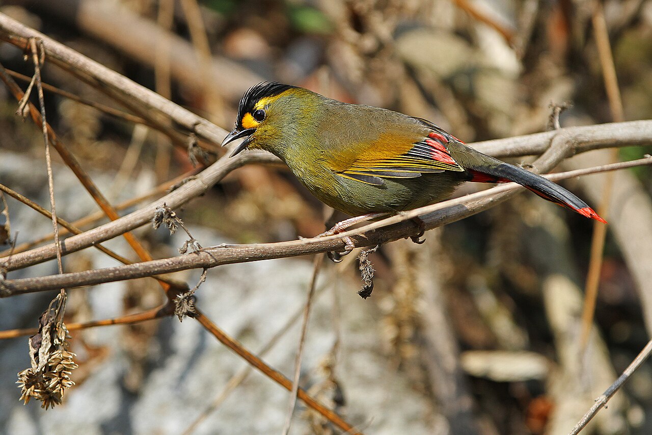Bugun Liocichla, Liocichla bugunorum