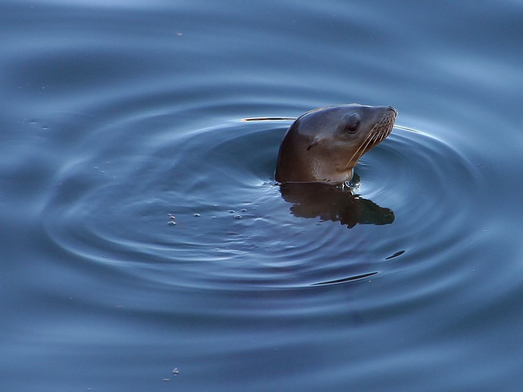 California Sea Lion resting near the Pacific coast