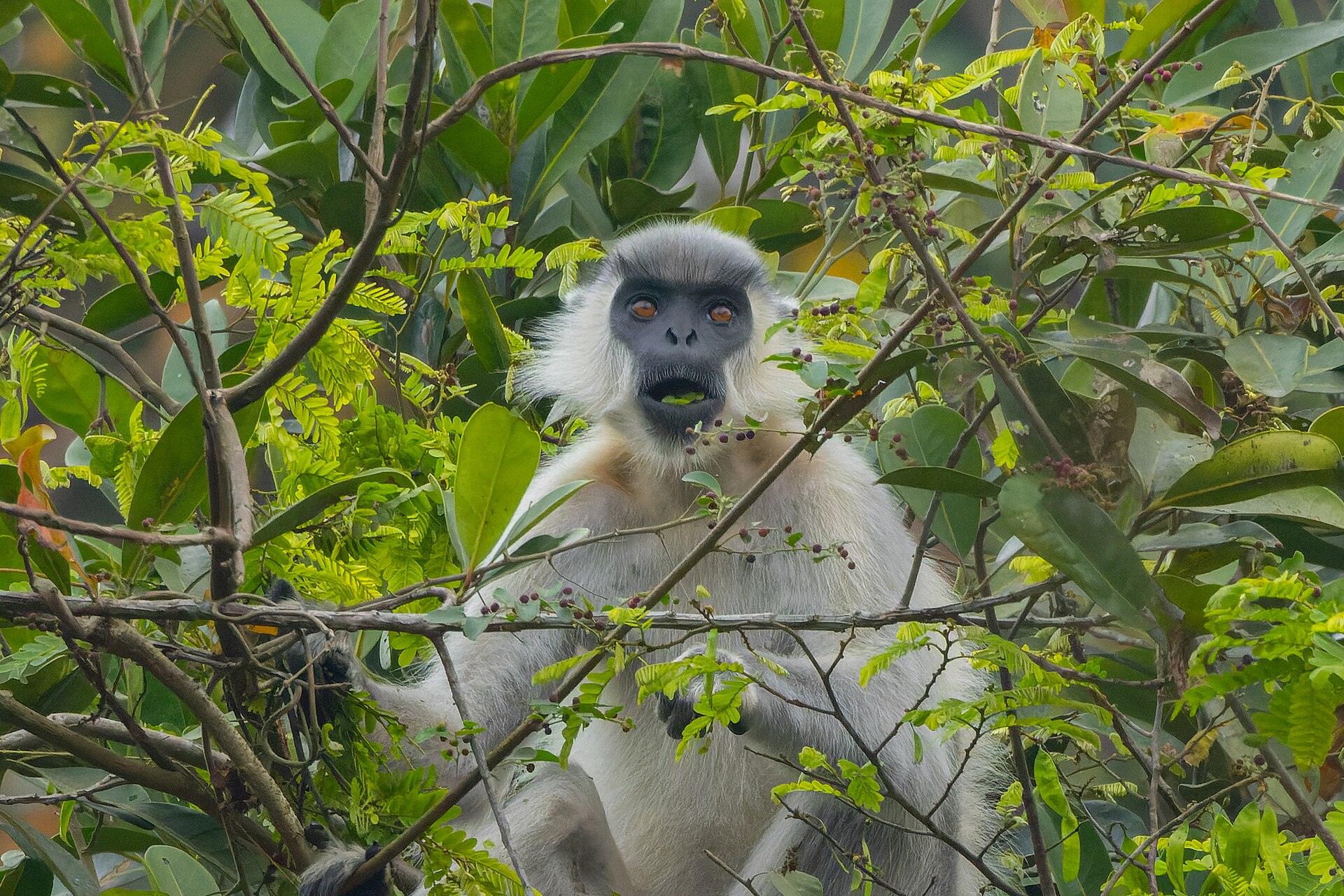 Capped Langur in Kaziranga National Park