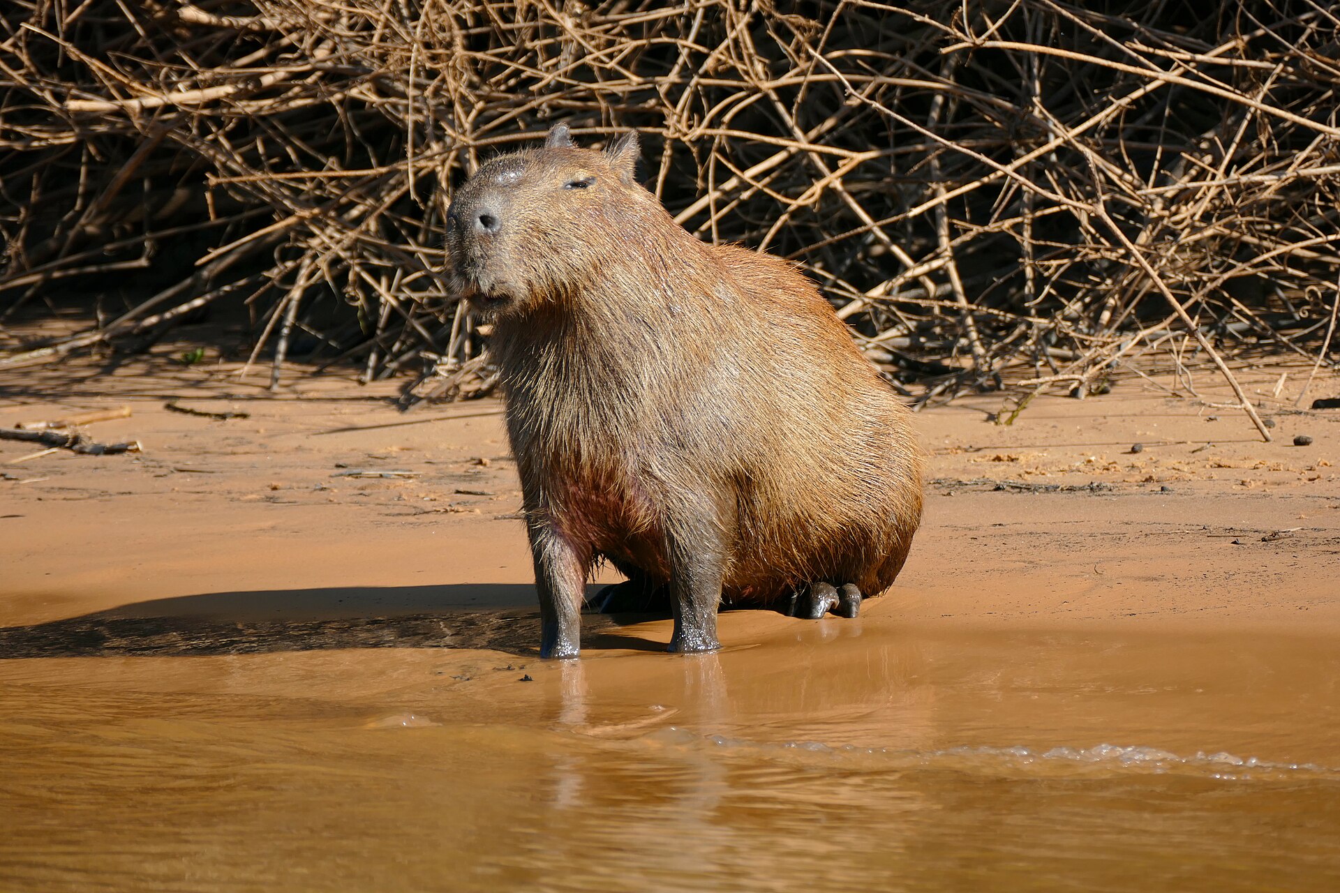 Capybara, Hydrochoerus hydrochaeris, in wetland habitat