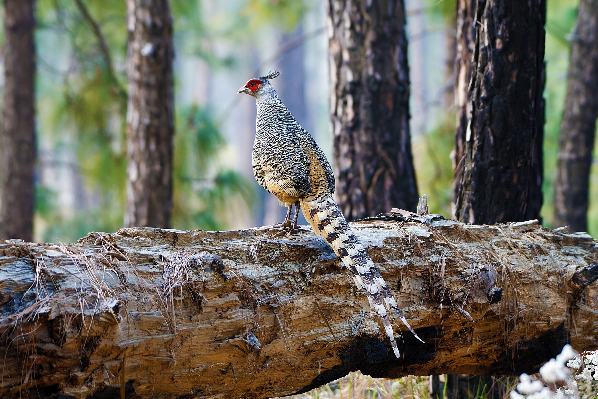 Cheer Pheasant showing its long tail and finely patterned grey-brown plumage in Himalayan habitat