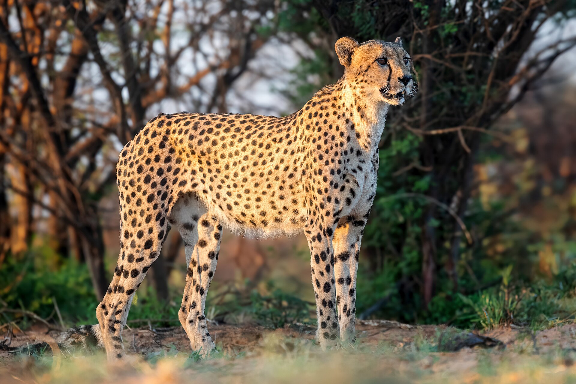 Southern African Cheetah reintroduced in India
